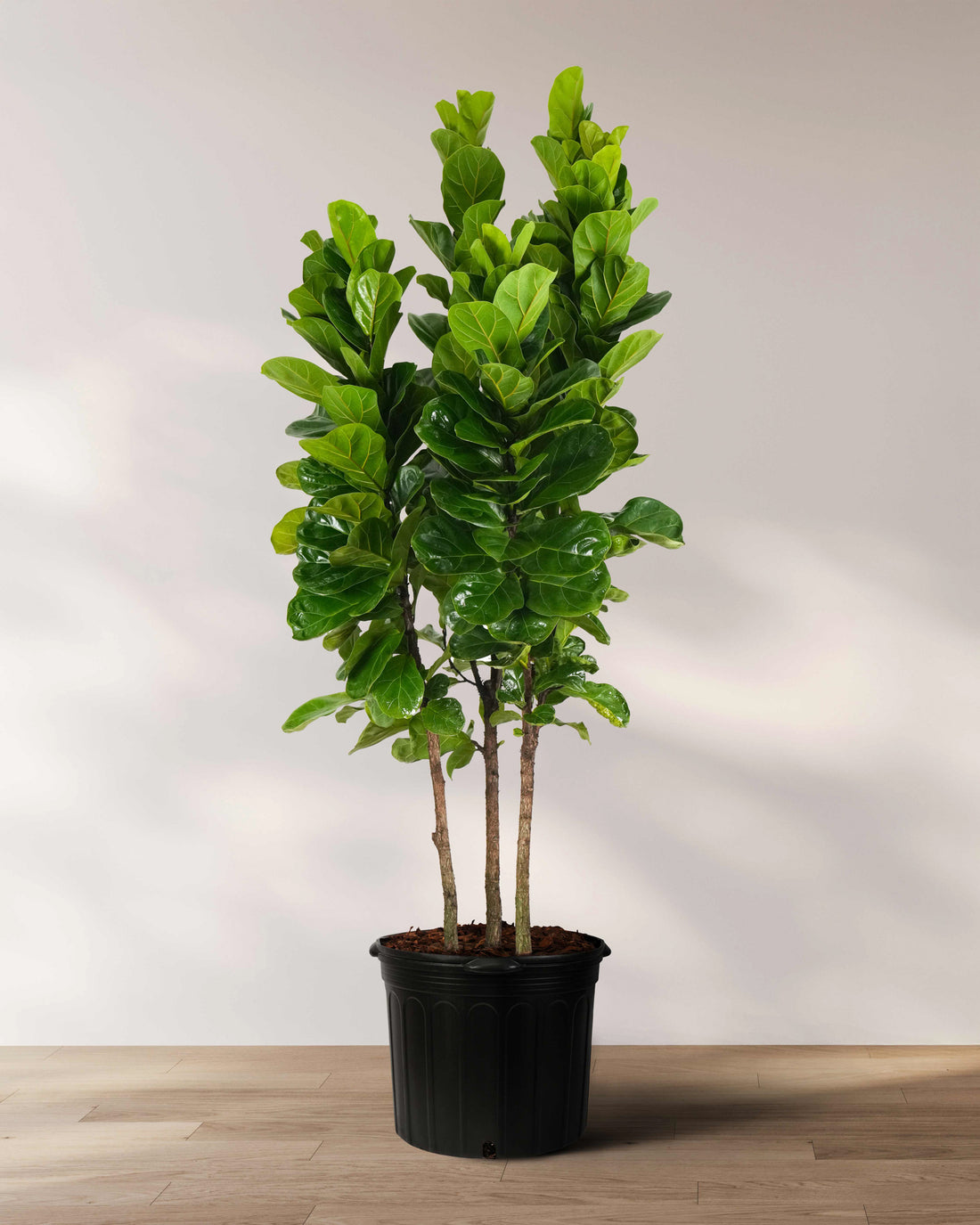 Ficus Bambino Tree Form Multi, Fiddle Leaf Fig Tree