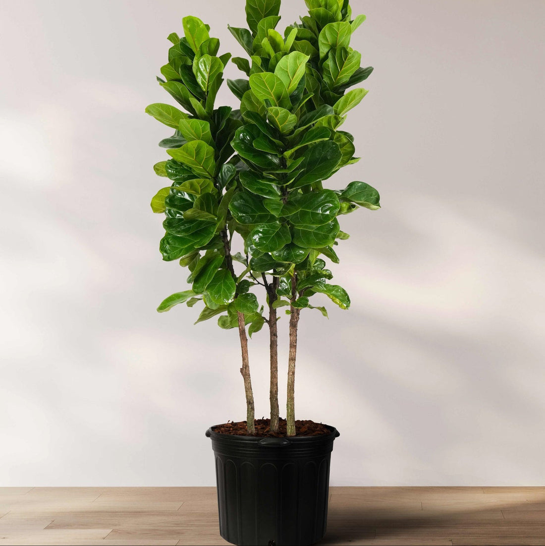 Potted Ficus lyrata Bambino, also known as Fiddle Leaf Fig tree, with green leaves in a black pot placed on a wooden floor against a white background.