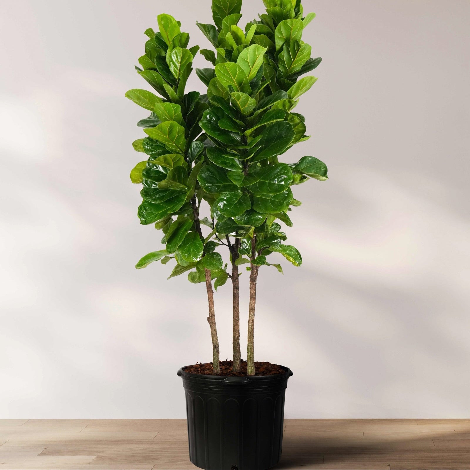 Potted Ficus lyrata Bambino, also known as Fiddle Leaf Fig tree, with green leaves in a black pot placed on a wooden floor against a white background.