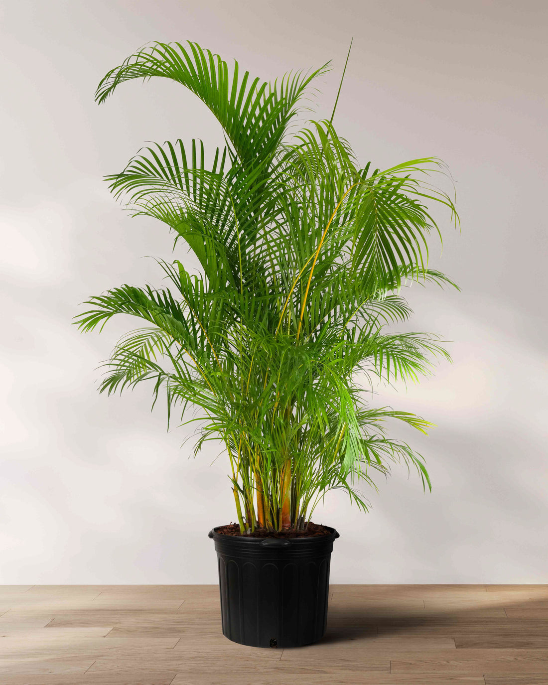 Areca Palm, Golden Cane, Dypsis Lutescens