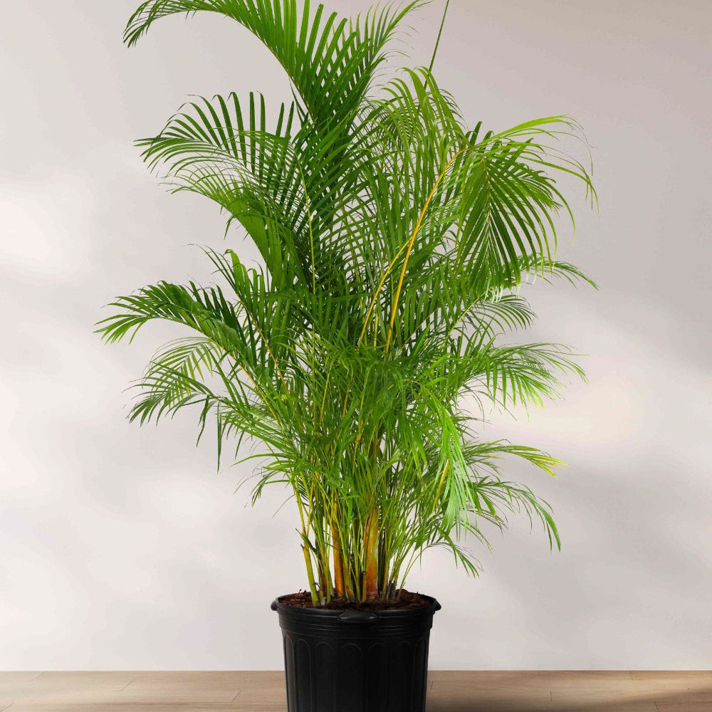 Areca Palm Golden Cane Dypsis Lutescens Eureka Farms Areca Palm Golden Cane Dypsis Lutescens Eureka Farms