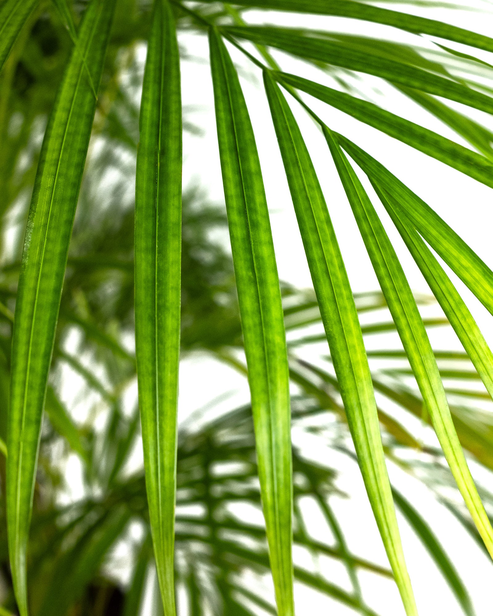 Areca Palm, Golden Cane, Dypsis Lutescens