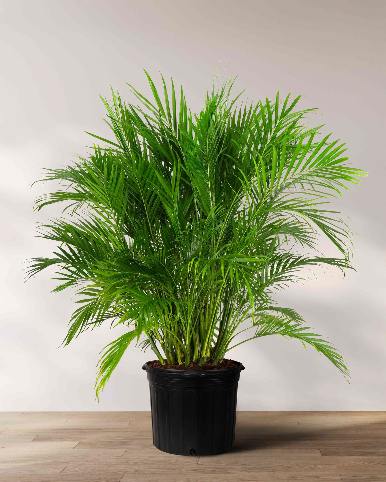 Cat Palm, Live Tropical Plant Indoor