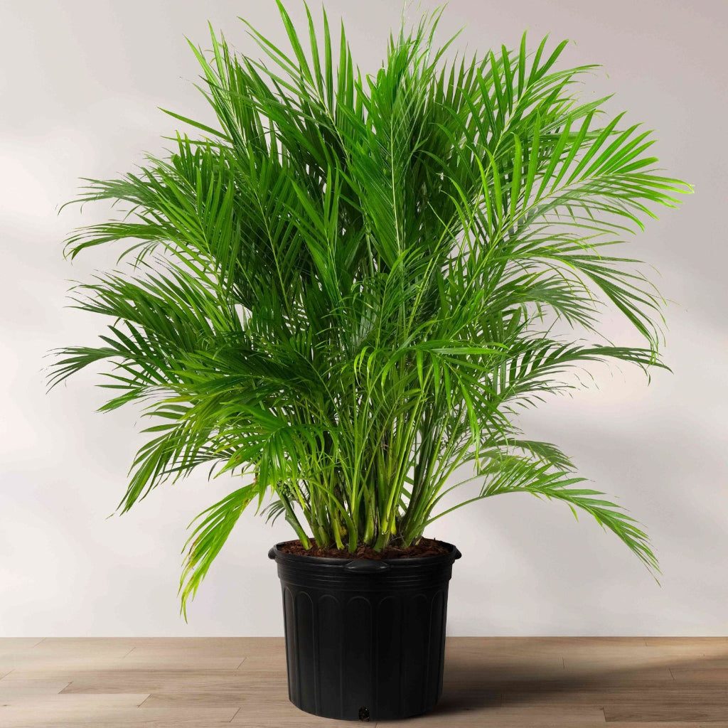 A potted 5 gallon Cat Palm with vibrant, arching green fronds in a black nursery pot, set against a light background on a wooden surface.