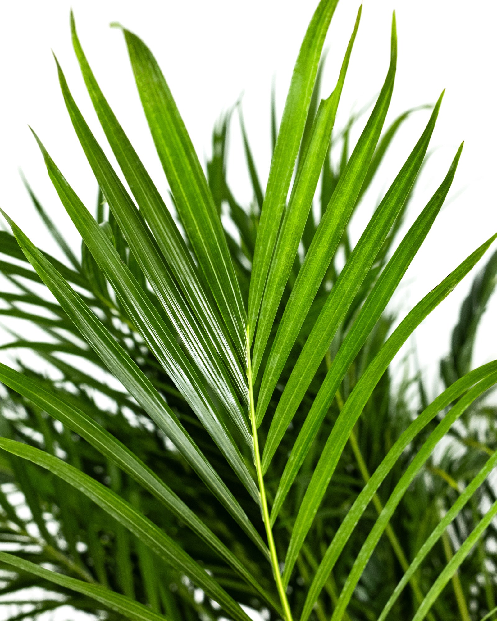 Cat Palm, Live Tropical Plant Indoor