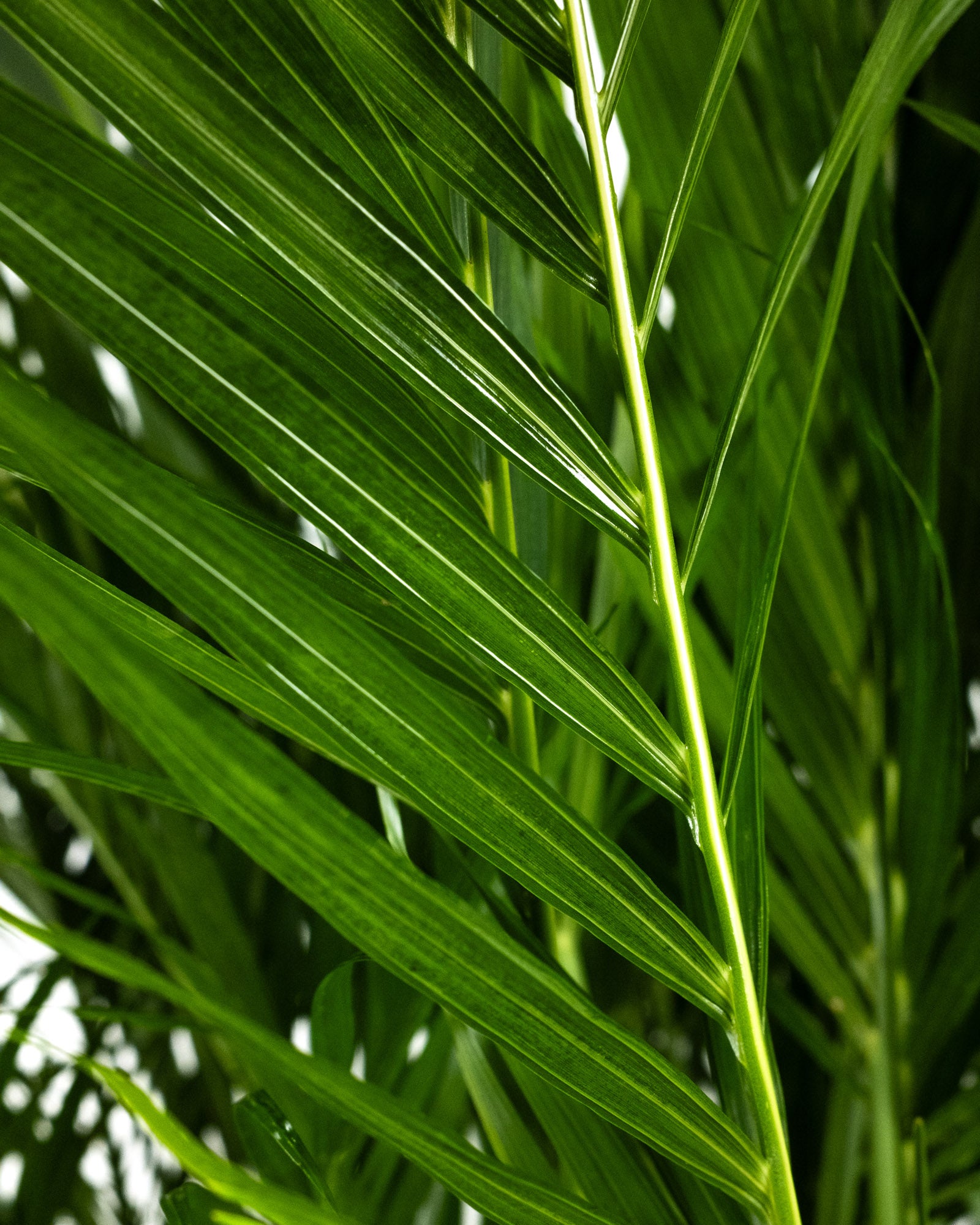 Cat Palm, Live Tropical Plant Indoor