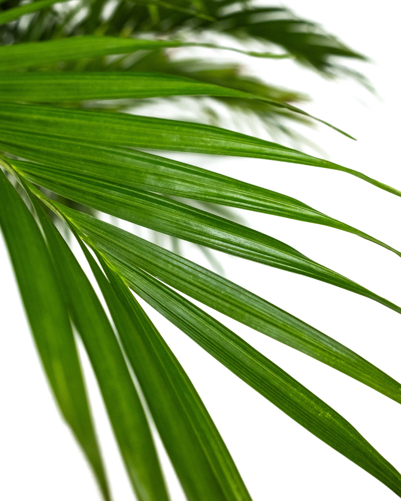 Cat Palm, Live Tropical Plant Indoor