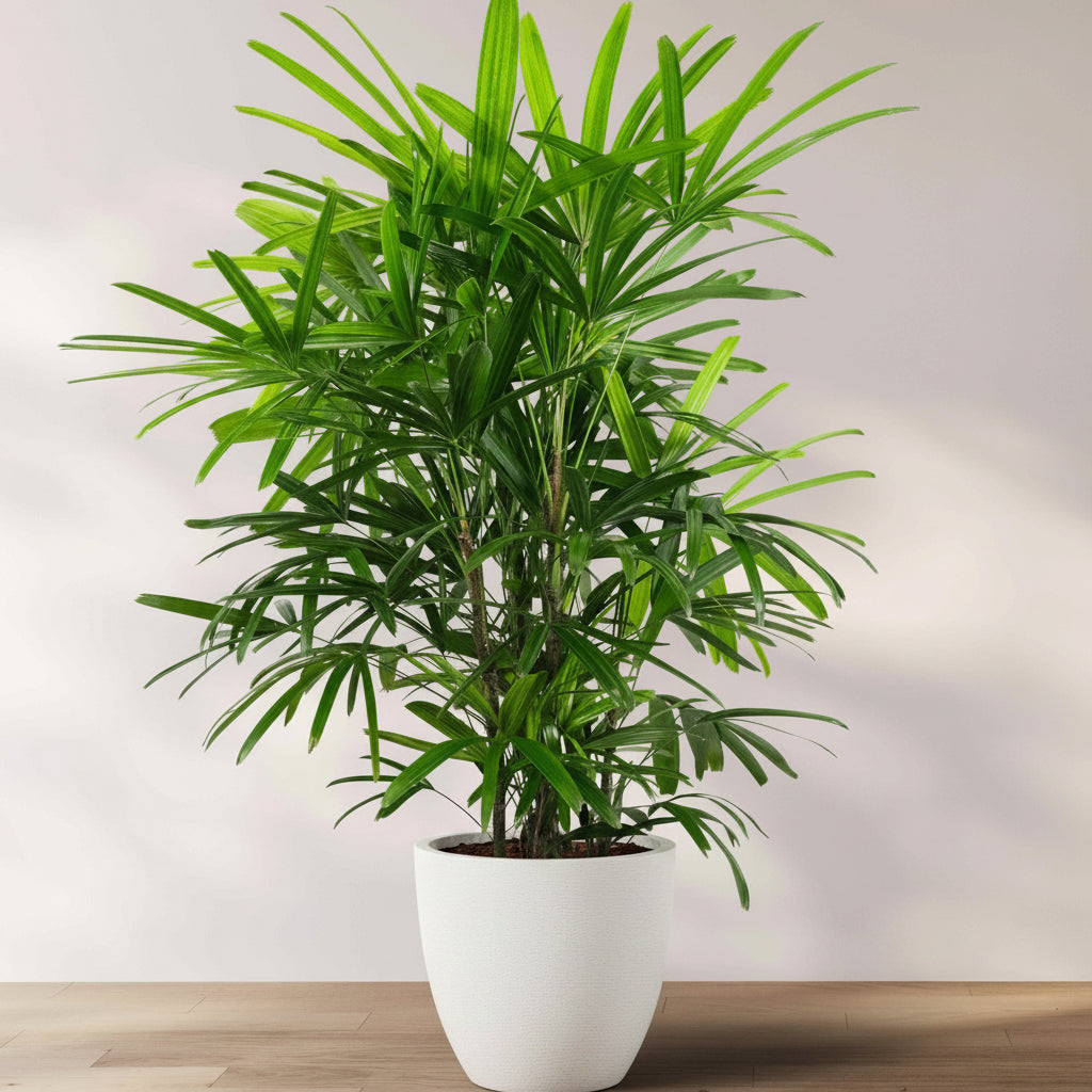 Lady Palm, Rhapis Excelsa, Indoor Queen Palm in a 2 gallon black grower pot with dense, vibrant green broadleaf fronds, ideal for an elegant houseplant collection or bringing a lush tropical feel indoors.