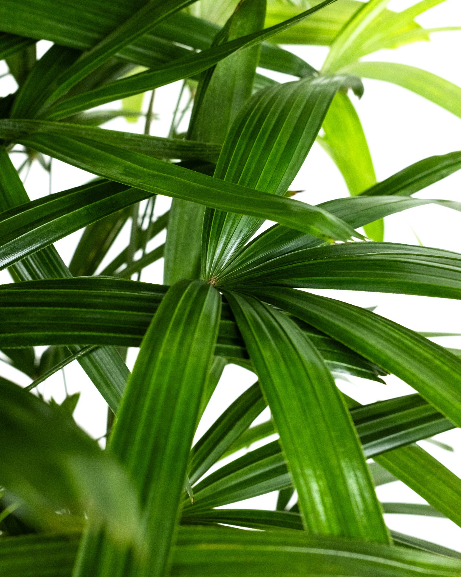 Lady Palm, Rhapis Excelsa, Indoor Queen Palm