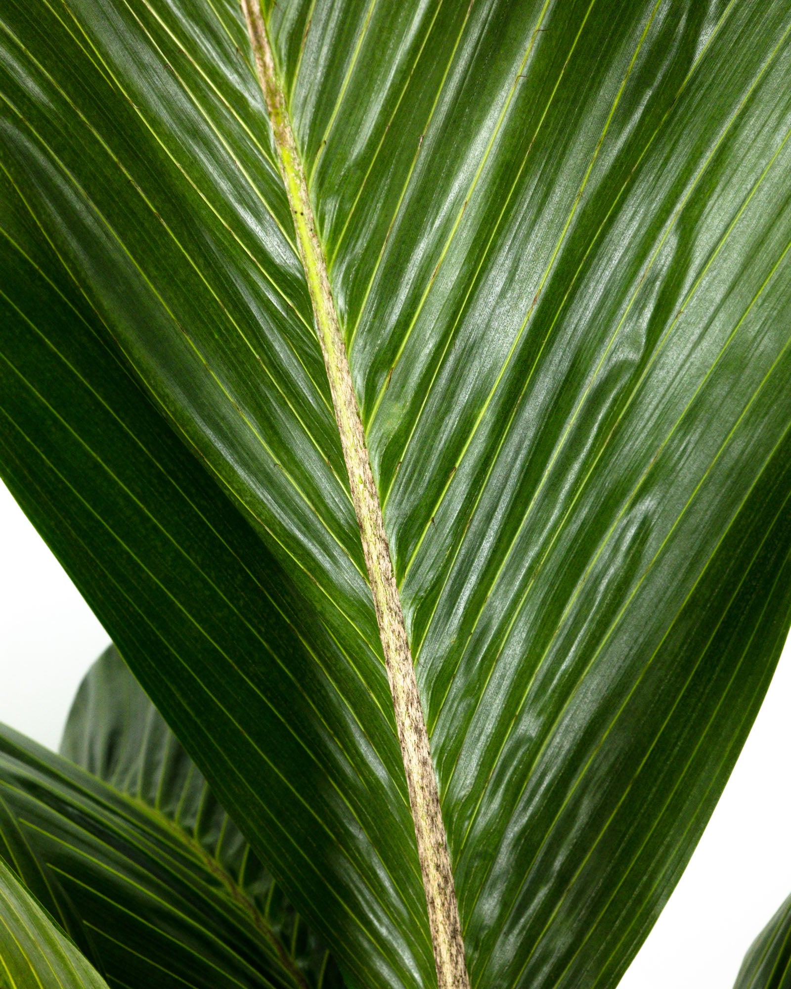 Latanier Obi Island Thief Palm Tree, Rare and Exotic