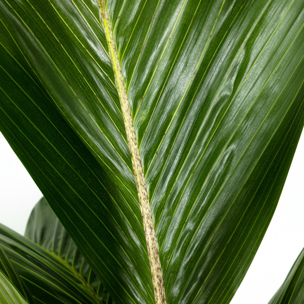 Latanier Obi Island Thief Palm Tree Large Leaf