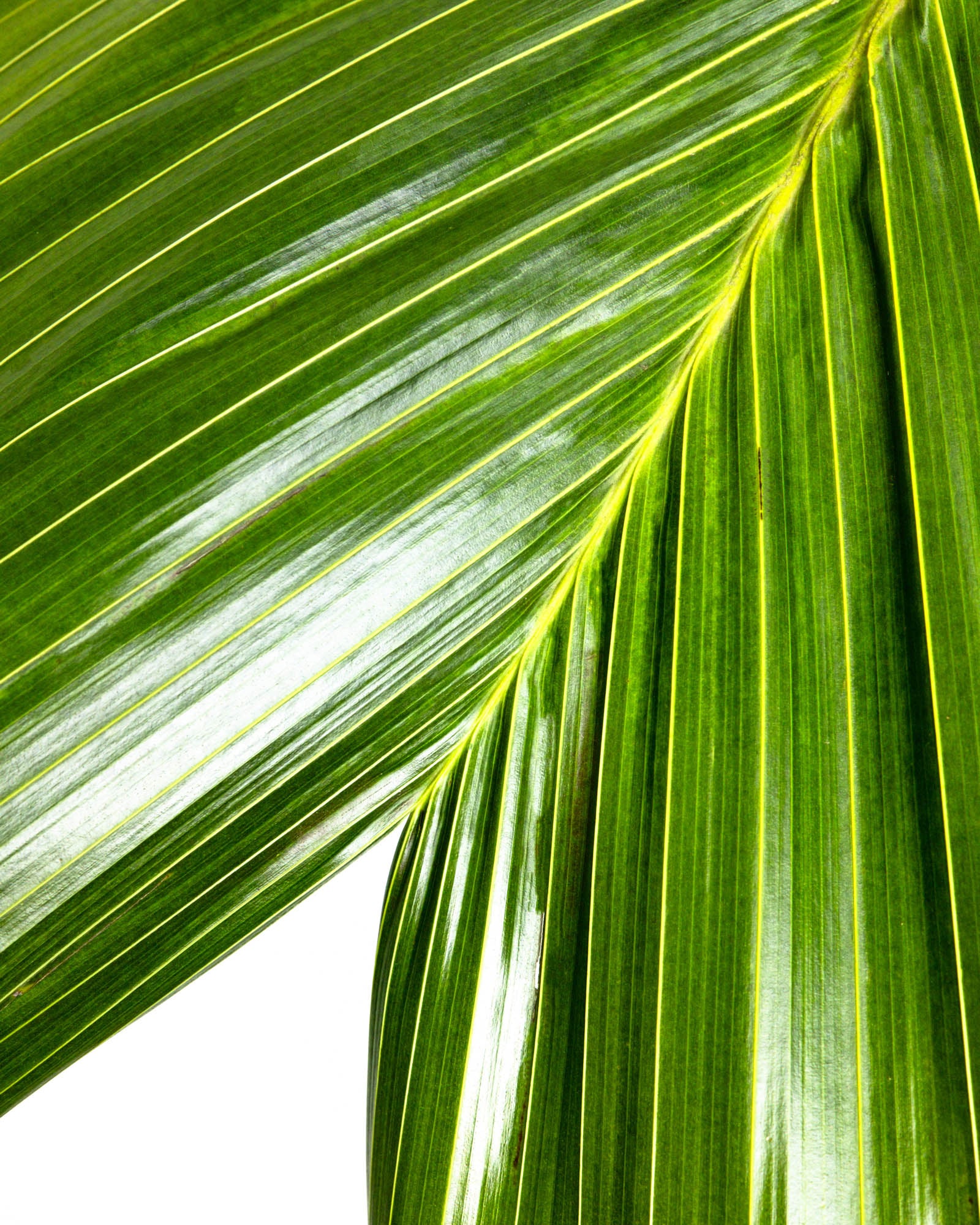 Latanier Obi Island Thief Palm Tree, Rare and Exotic