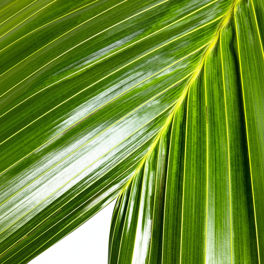 Latanier Obi Island Thief Palm Tree Large Leaf