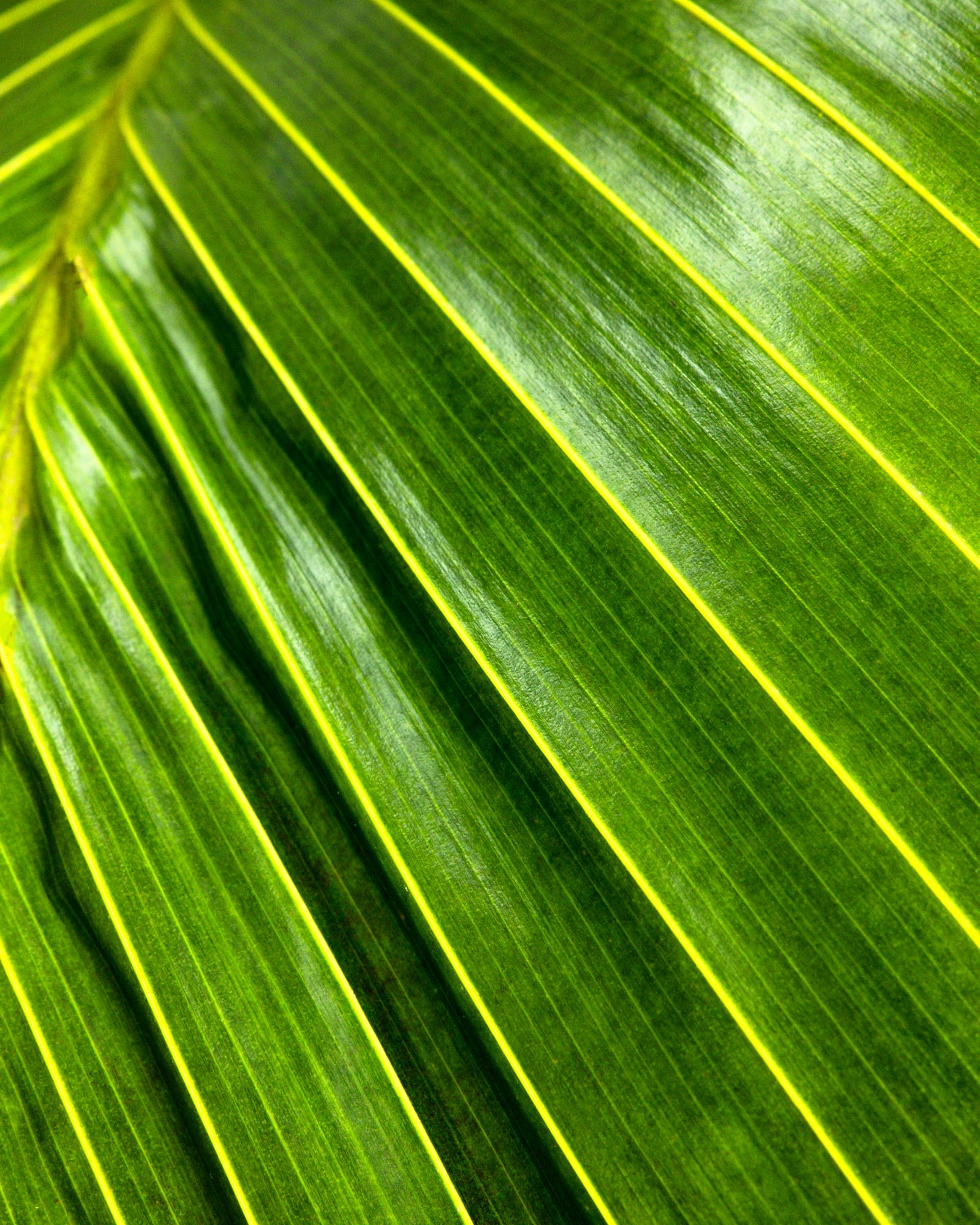 Latanier Obi Island Thief Palm Tree, Rare and Exotic