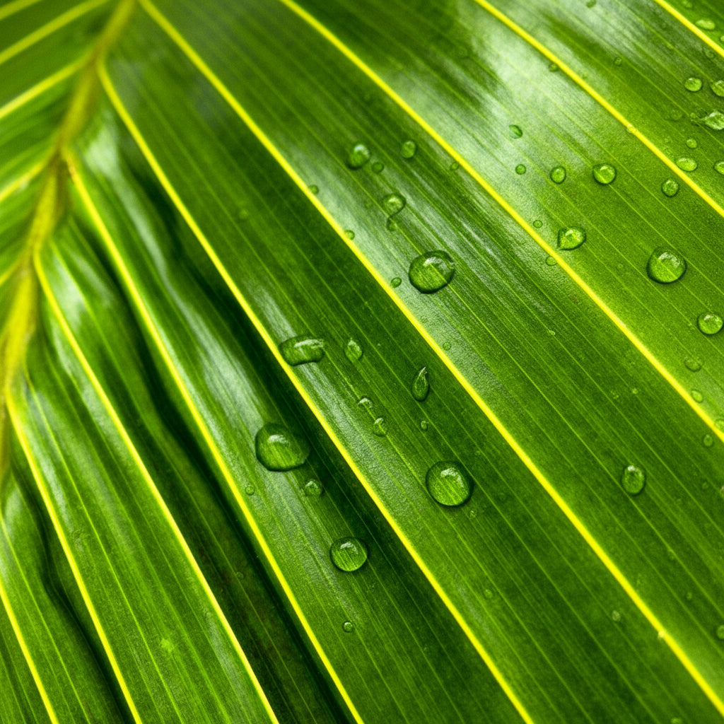 Latanier Obi Island Thief Palm Tree Leaf