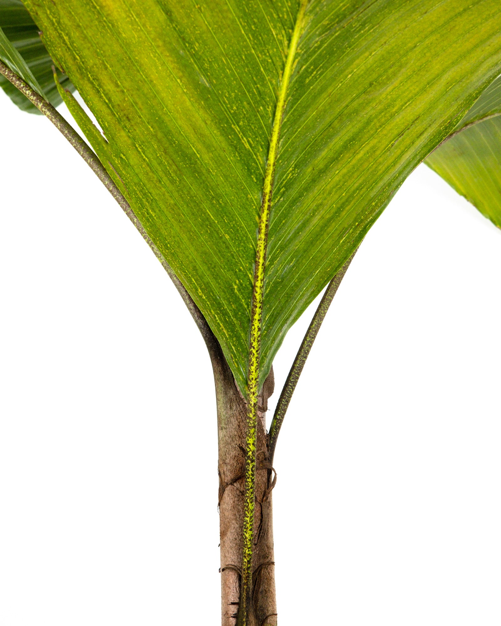 Latanier Obi Island Thief Palm Tree, Rare and Exotic