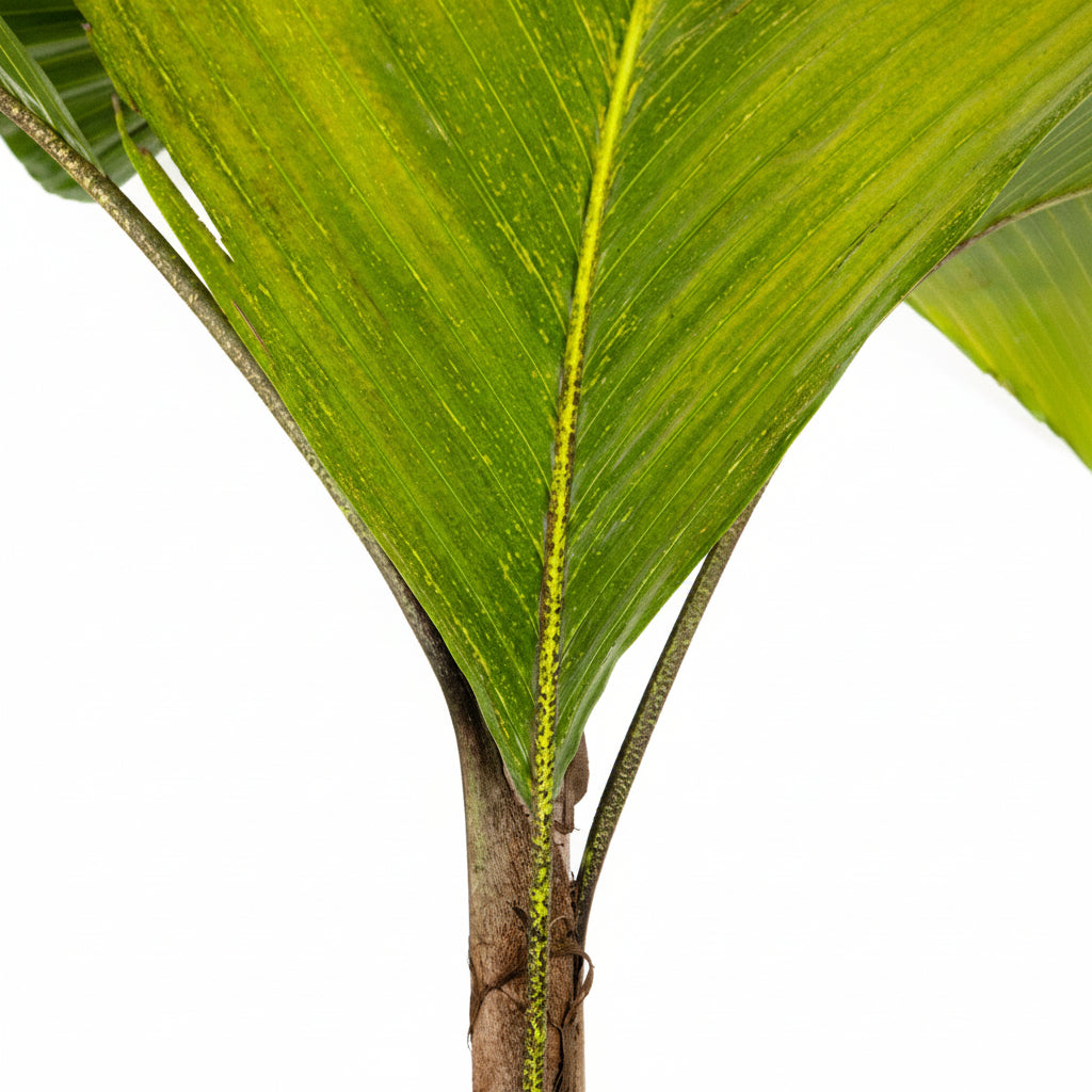 Latanier Obi Island Thief Palm Tree Leaf