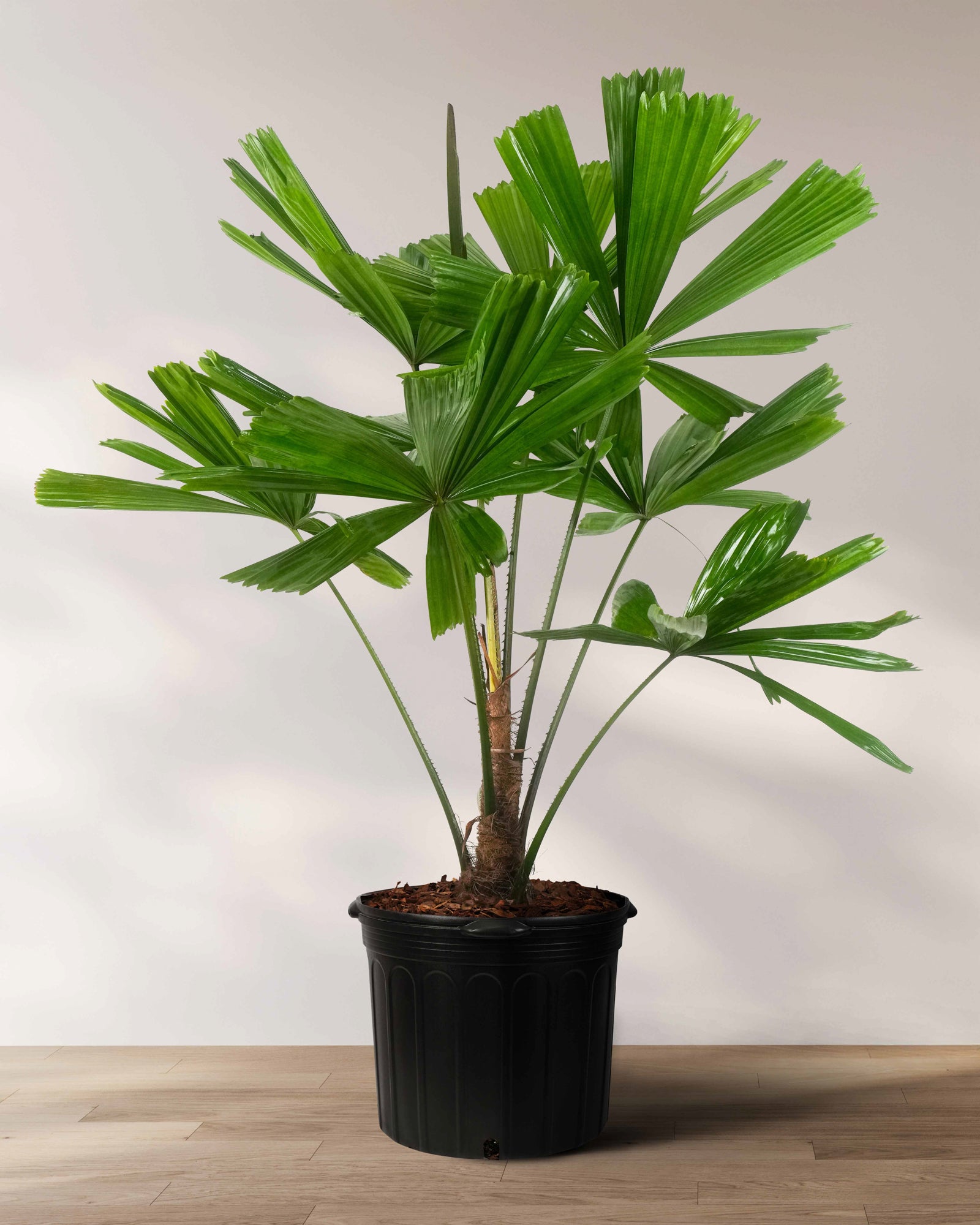 Licuala Ramsayii Palm Tree, Rare and Exotic