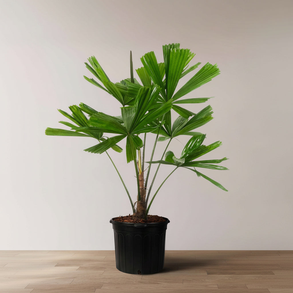 Licuala Ramsayii Palm Tree, Split Leaves in a 5 gallon black grower pot positioned on a light wood floor against a plain white wall, featuring its unique dark-green split fan leaves and slender trunk, ideal for creating an elegant tropical statement in your indoor living space.
