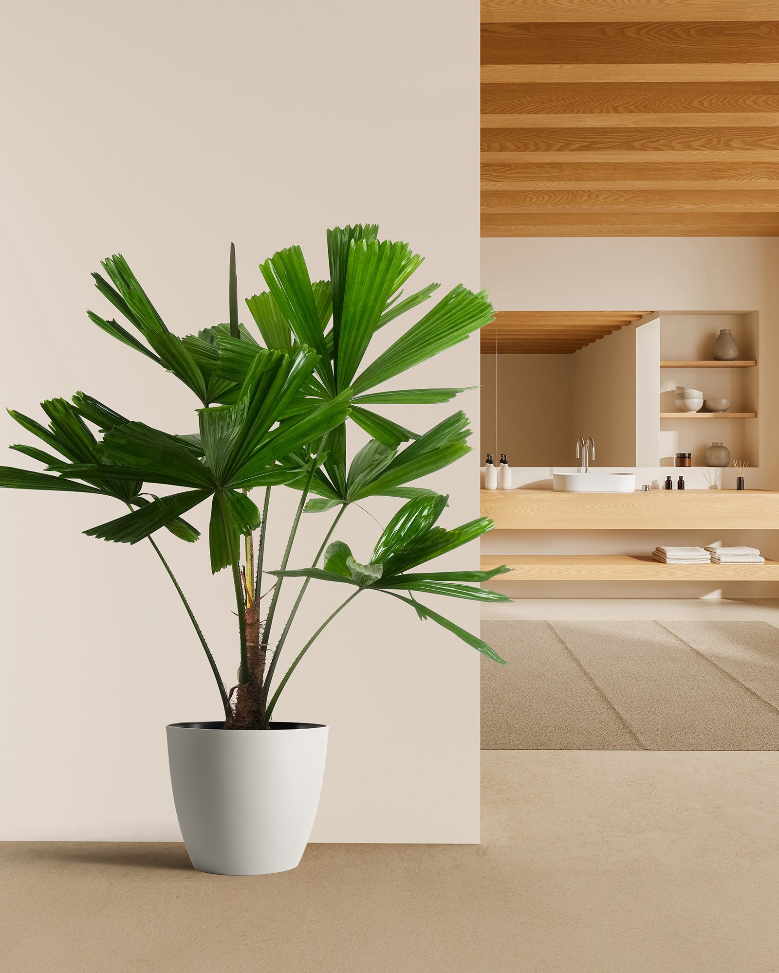 palm leaf indoor plant Licuala Ramsayii Palm Tree, Split Leaves