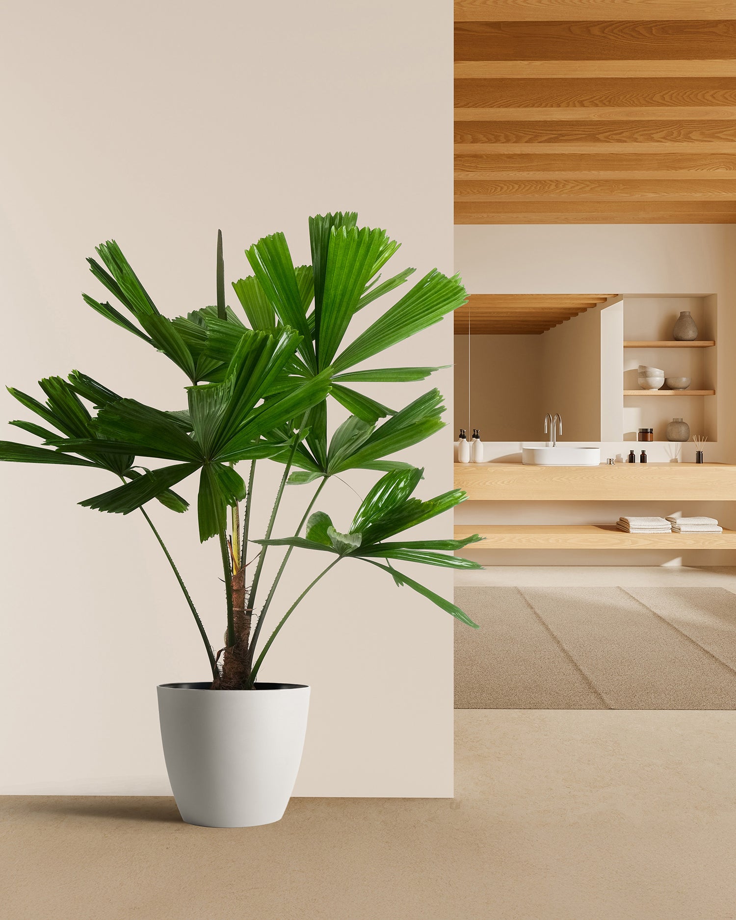 Licuala Ramsayii Palm Tree, Rare and Exotic