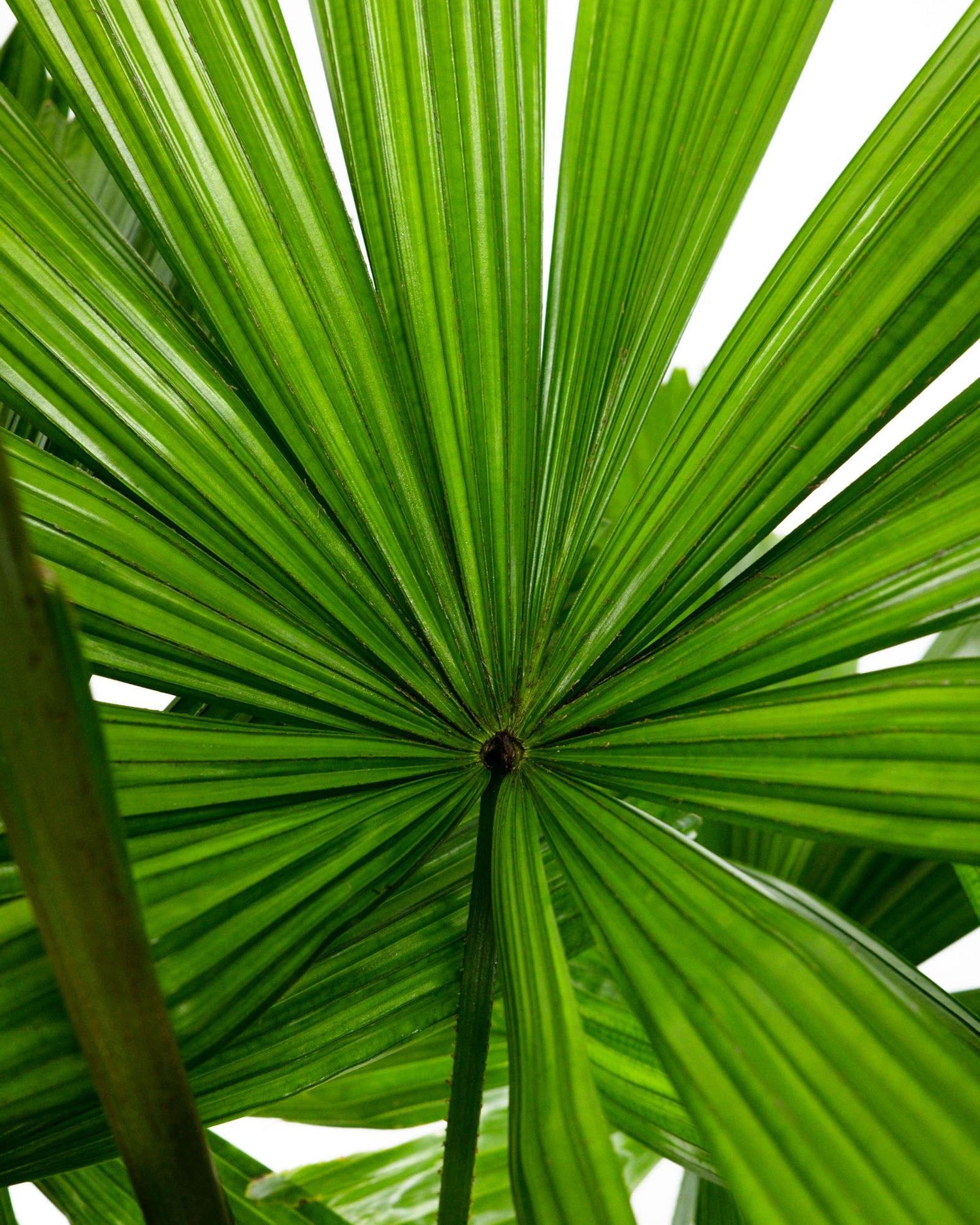 Licuala Ramsayii Palm Tree, Rare and Exotic