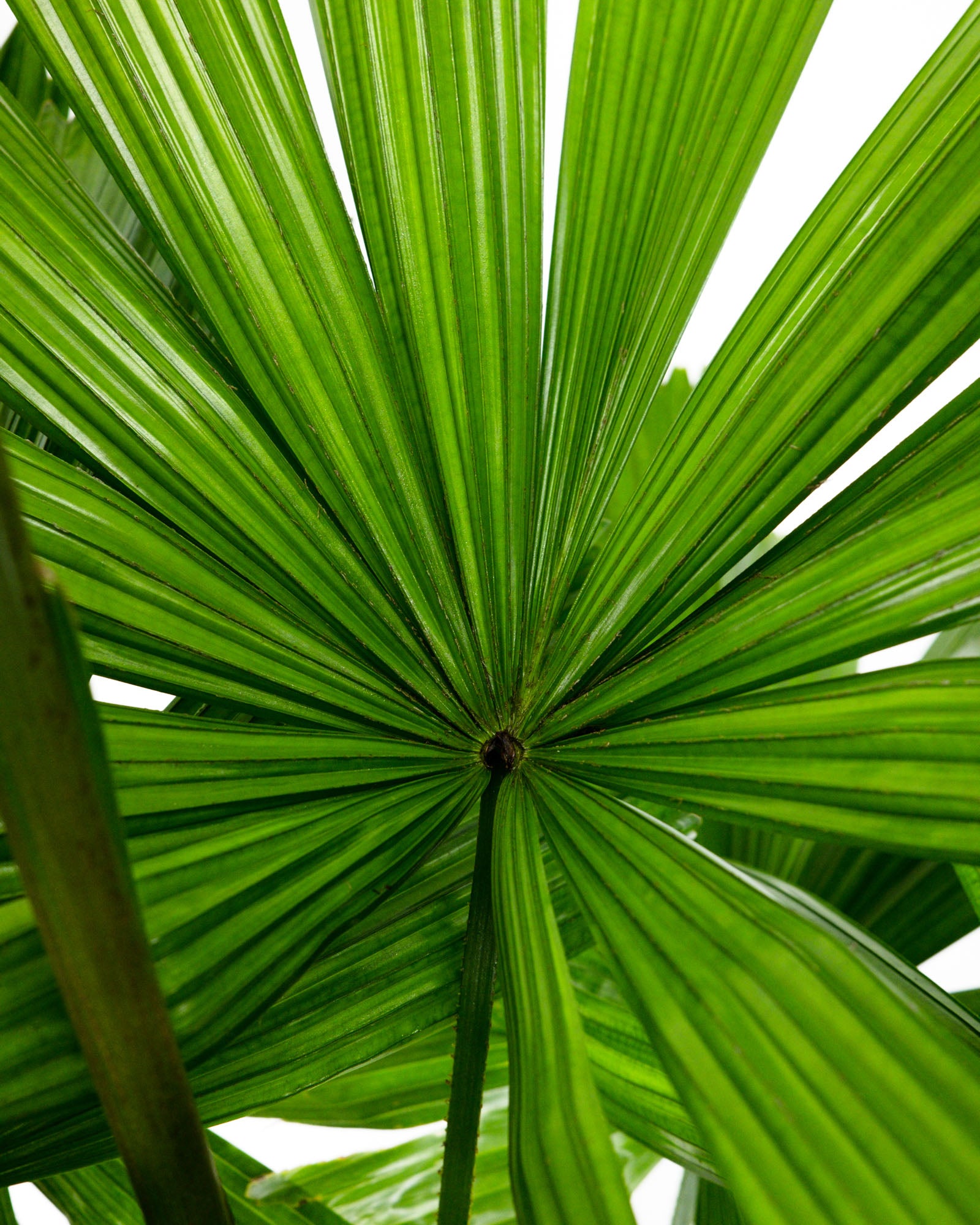 Licuala Ramsayii Palm Tree, Rare and Exotic