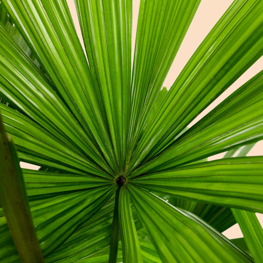 Licuala Ramsayii Palm Tree, Split Leaves vibrant green frond displayed against a solid white background in a detailed close-up view, highlighting the deeply pleated texture and distinctively circular split-leaf structure, ideal for emphasizing the lush, exotic appeal and unique architectural foliage of this elegant statement palm.