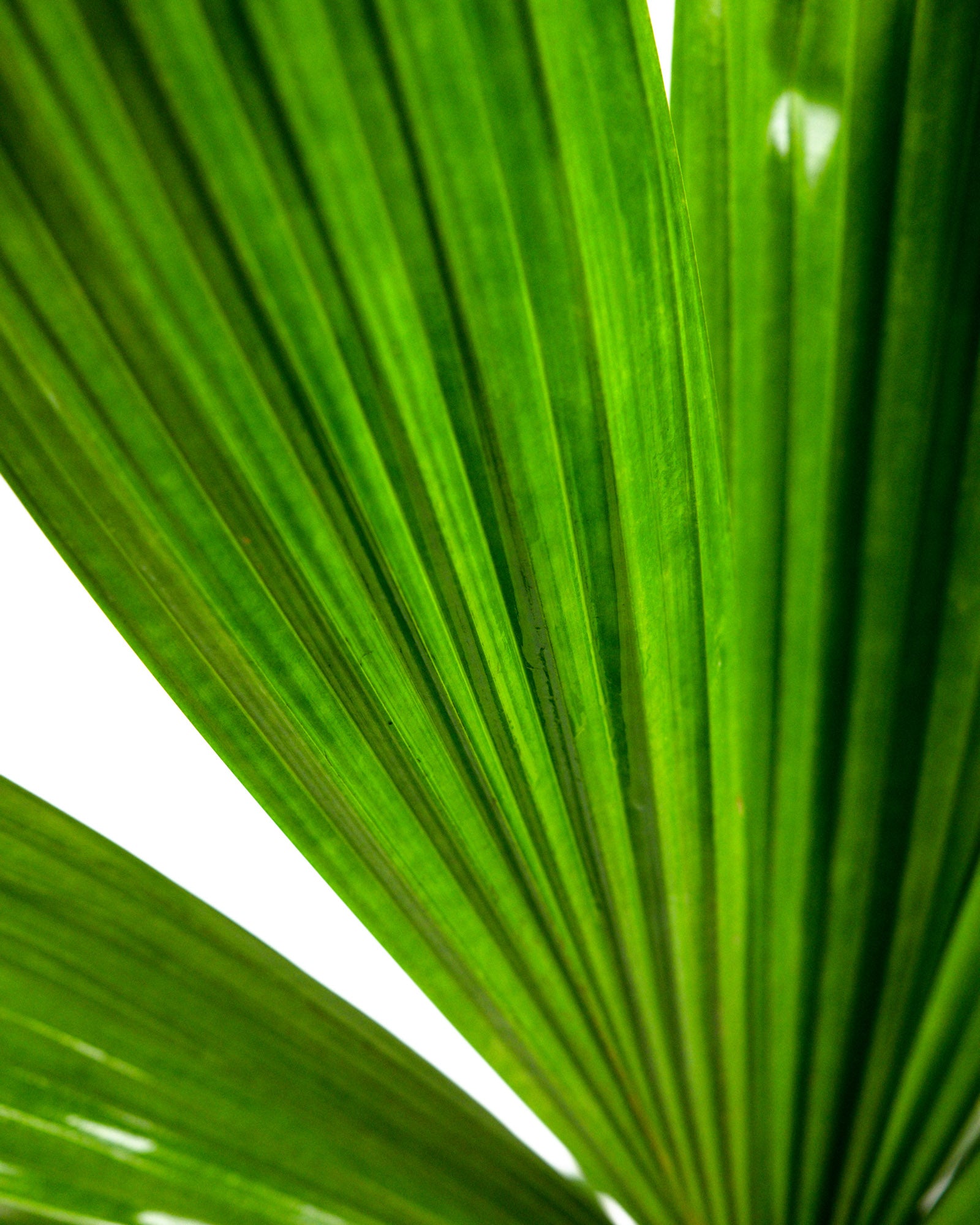 Licuala Ramsayii Palm Tree, Rare and Exotic