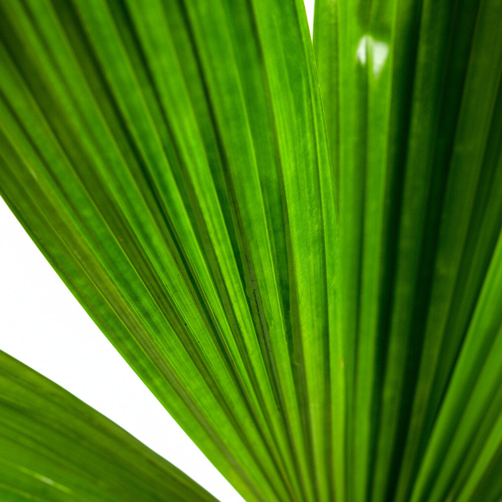 Isolated view of Licuala Ramsayii Palm Tree, Split Leaves foliage against a bright white background, showcasing the striking contrast, deep pleating, and uniquely ribbed structure of its vibrant green leaflets, ideal for emphasizing the distinctive tropical beauty and architectural texture of this rare palm.