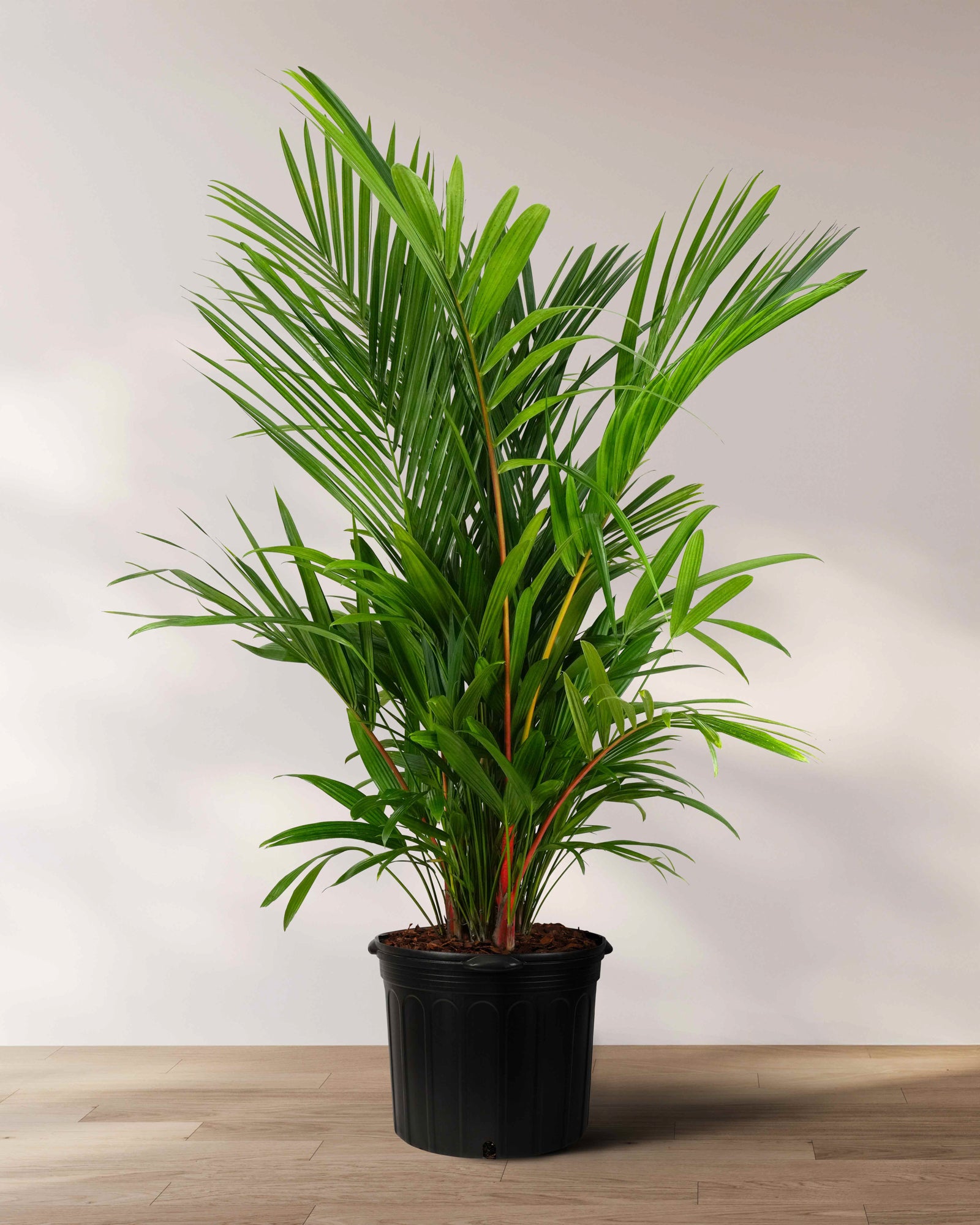 Lipstick Palm Red Sealing Wax Palm, Cyrtostachys Renda