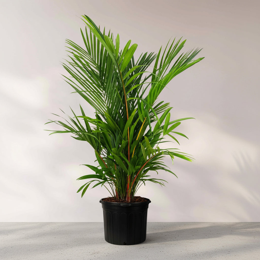 Lipstick Palm Red Sealing Wax Palm, Cyrtostachys Renda in a black grower pot with vibrant red crown shafts and lush green upright fronds, ideal for bringing a lush tropical feel to sunlit rooms or patios.