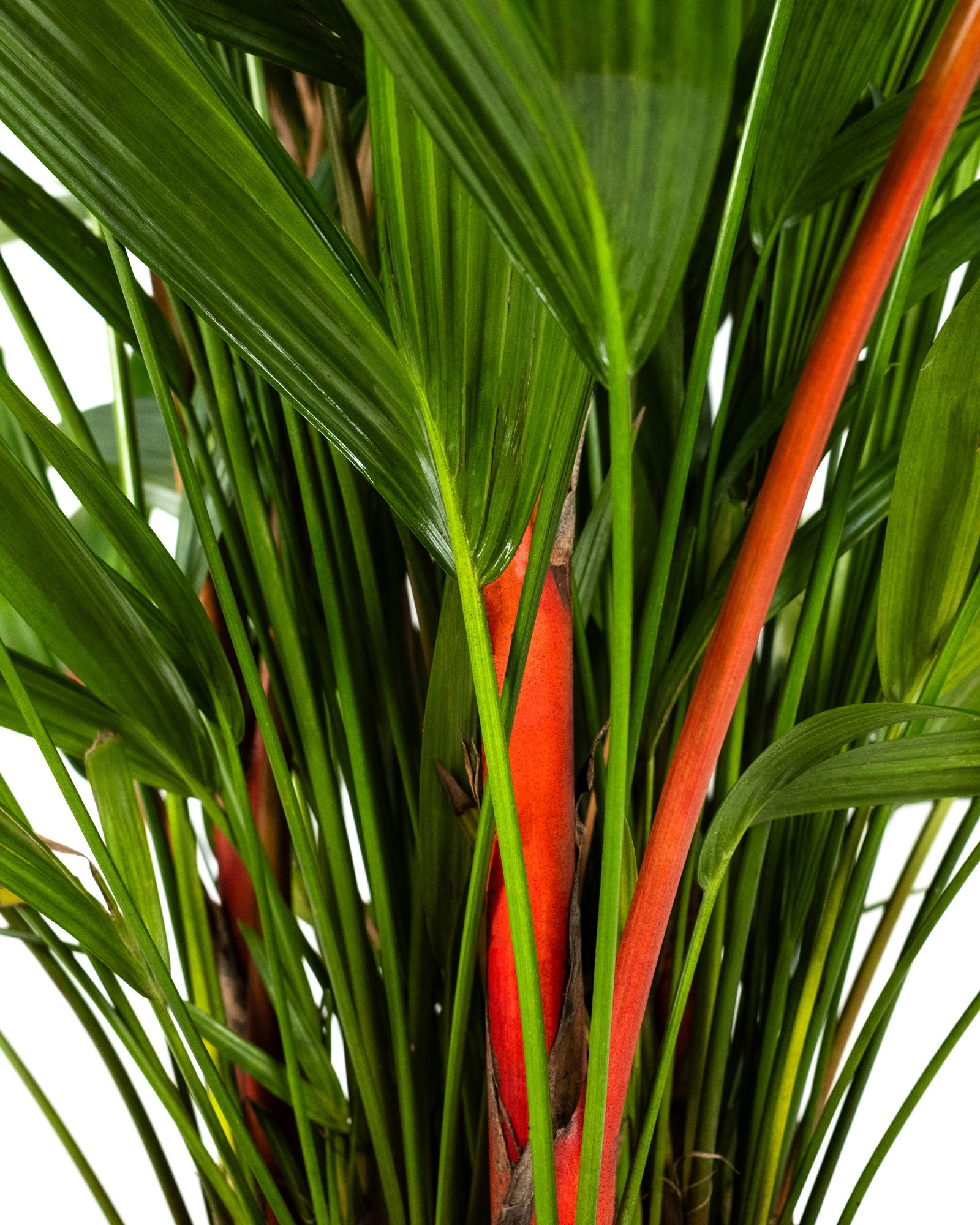 Lipstick Palm Red Sealing Wax Palm, Exotic and Rare
