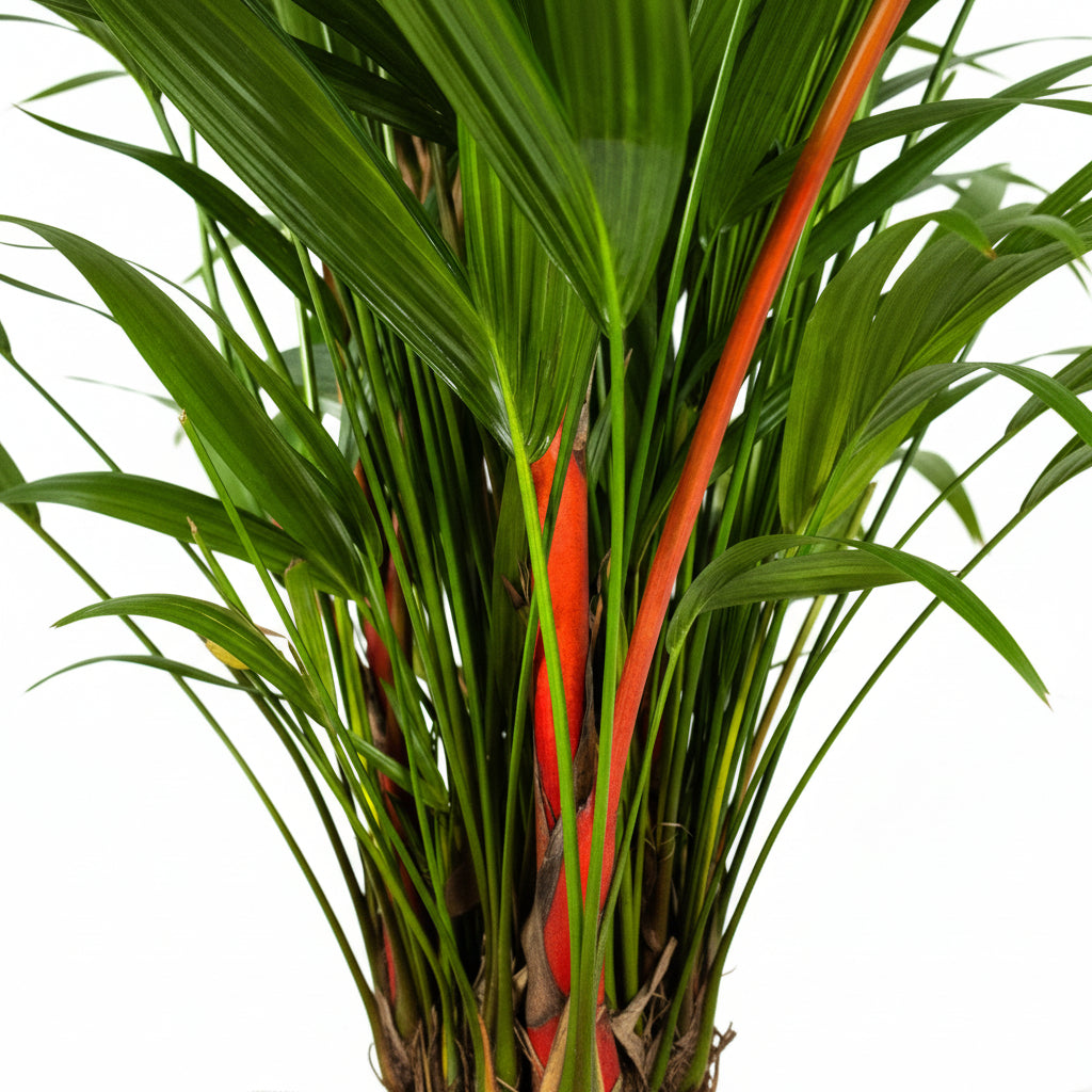 Close up of Lipstick Palm Red Sealing Wax Palm, Cyrtostachys Renda featuring bright red crown shafts intertwining with vibrant green fronds, ideal for tropical garden color and decorative landscapes.