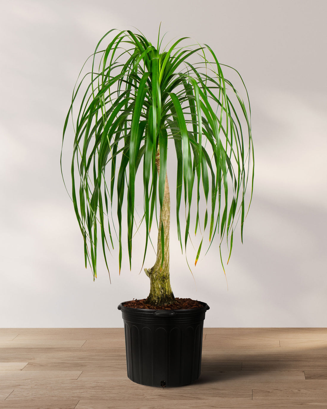 Ponytail Palm Bonsai, Elephant&