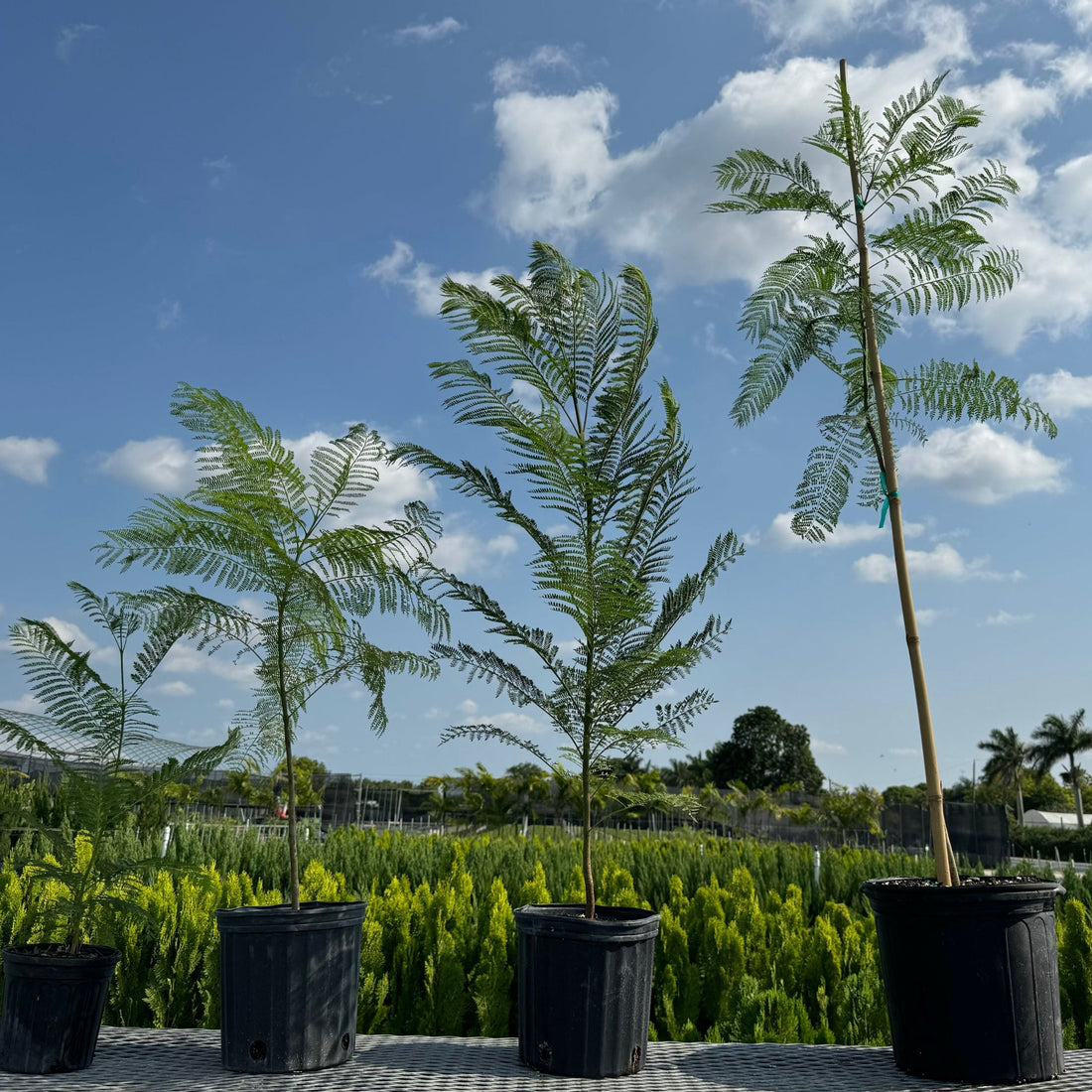 Jacaranda Mimosifolia Purple Flowering Tree in nursery pot featuring lush, fern-like feathery green foliage, standing in an outdoor nursery setting under a clear sky, ideal for growing into a magnificent shade tree with vibrant purple-blue blooms.