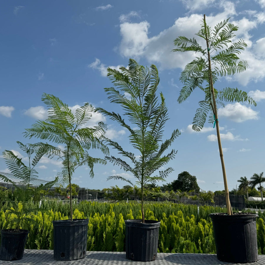 Jacaranda Mimosifolia Purple Flowering Tree in nursery pot featuring lush, fern-like feathery green foliage, standing in an outdoor nursery setting under a clear sky, ideal for growing into a magnificent shade tree with vibrant purple-blue blooms.