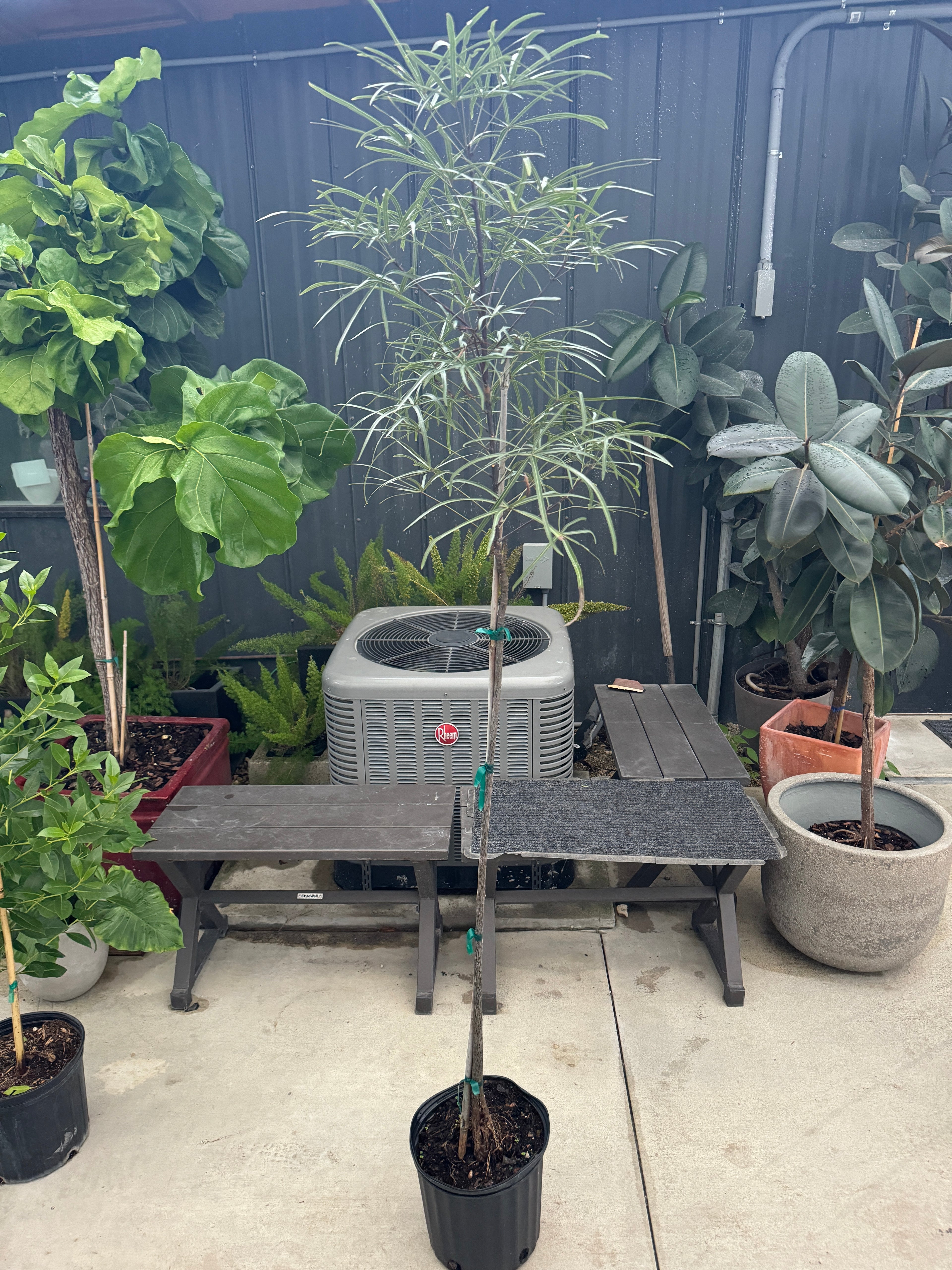 Queensland Bottle Tree, Brachychiton Rupestris