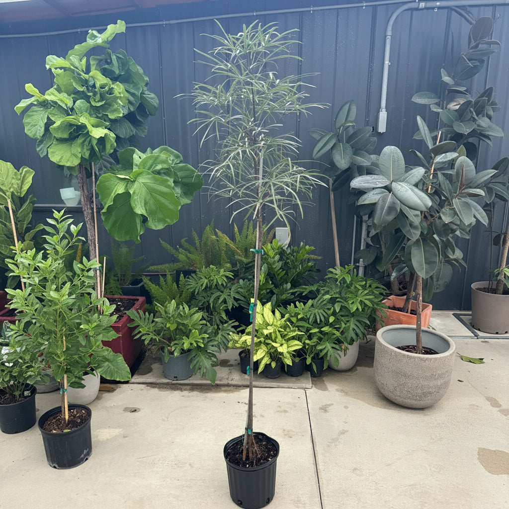 Young Queensland Bottle Tree, Brachychiton Rupestris in 2 gallon black grower pot
