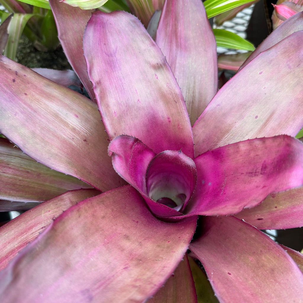 Bromeliad, Neoregelia Puppy Love Close-up of a purple bromeliad plant with green leaves in the background.