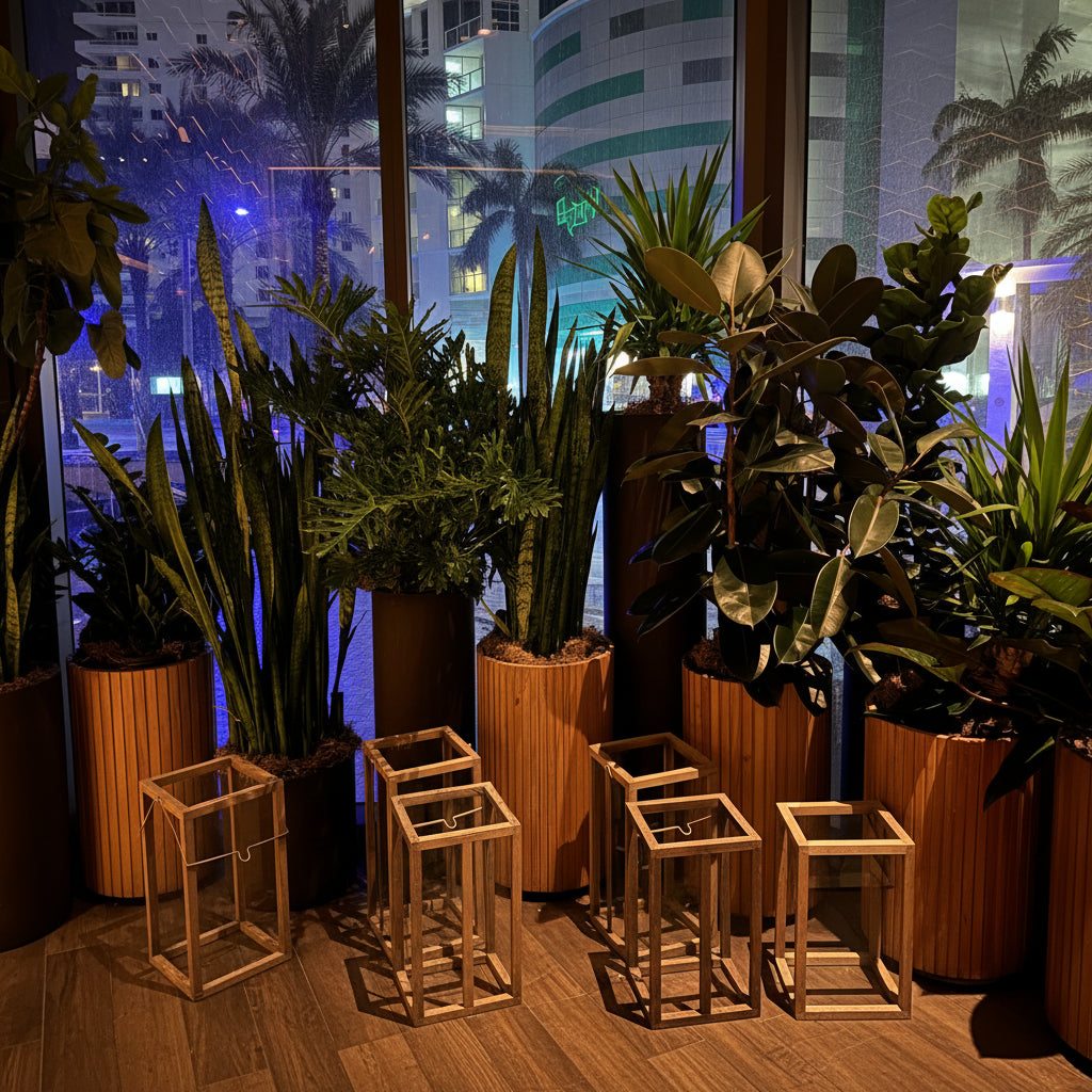 Sansevieria Zeylanica, Snake Plants in wooden deco pot surrounded by indoor plants