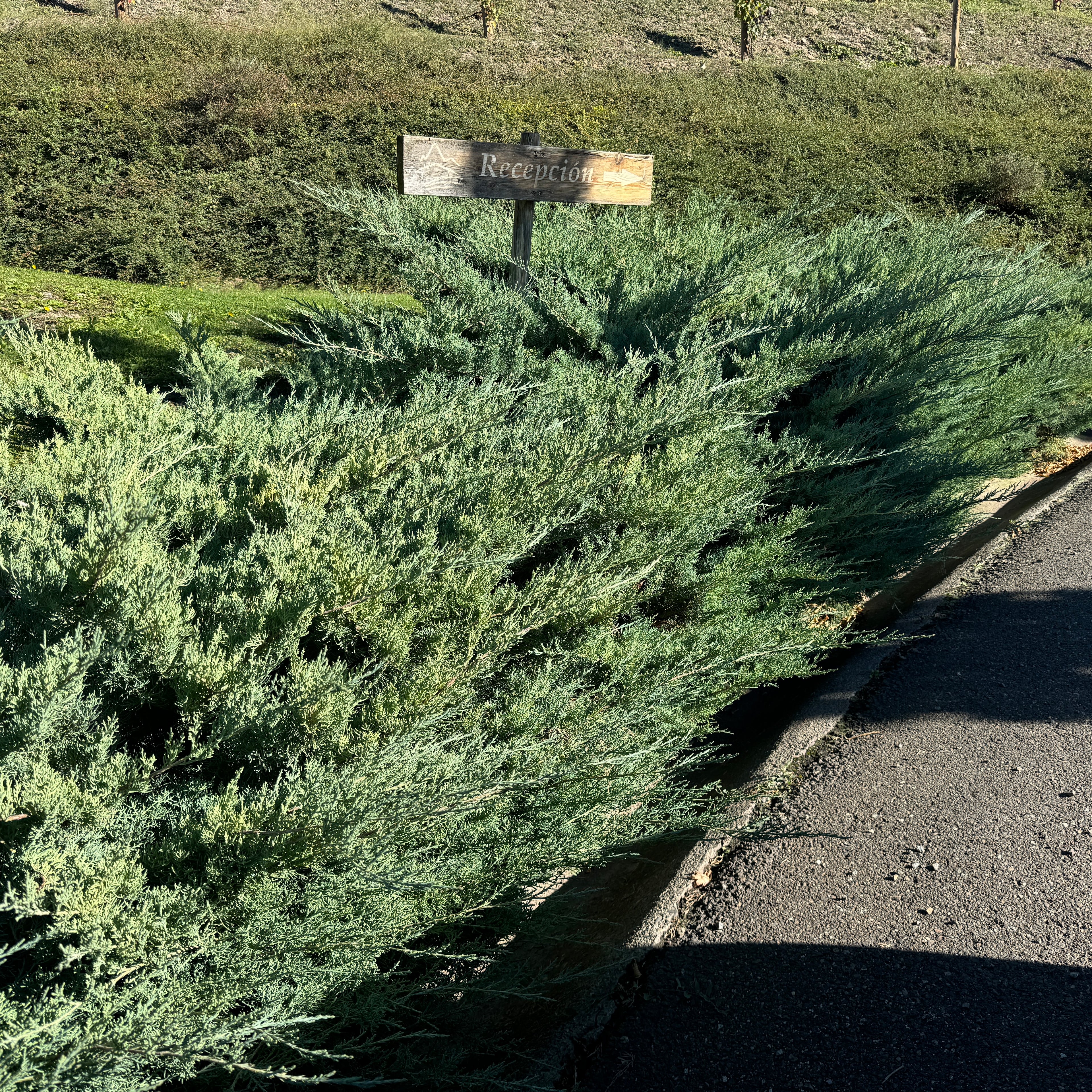 Hetzii Glauca, Chinese Juniper, Juniperus Chinensis