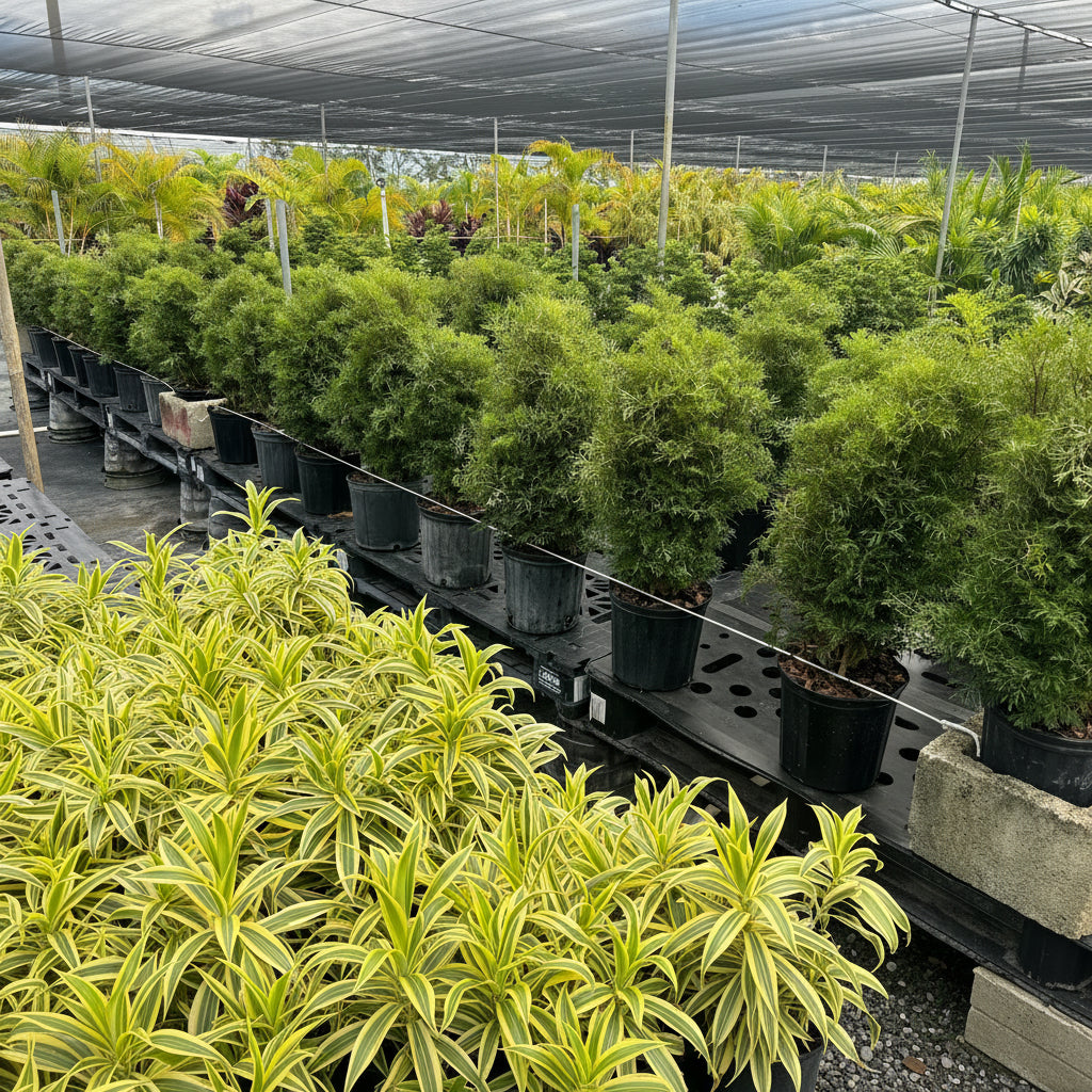 Rows of bushy Chinese Ming Tree Aralias (Polyscias fruticosa) growing in black pots inside a shade house.