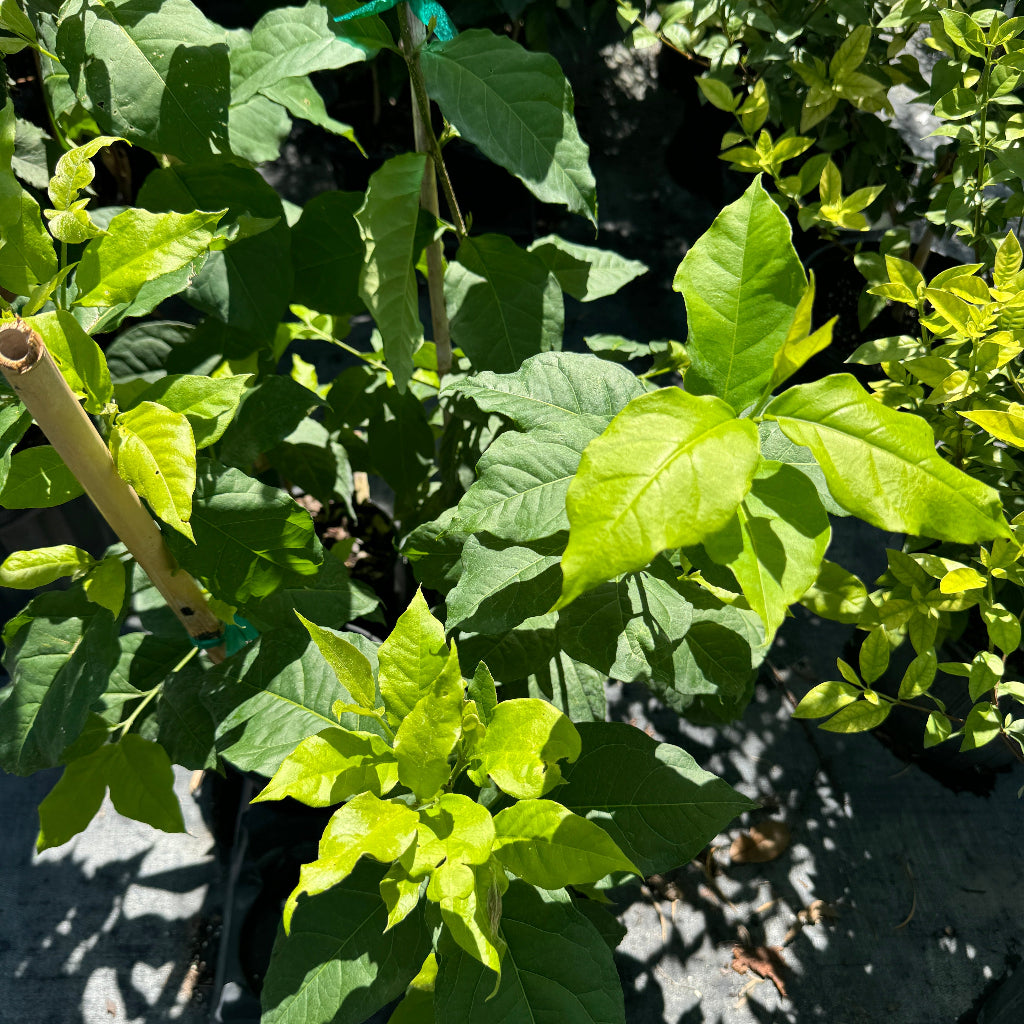 Close-up of Peanut Butter Fruit Tree foliage