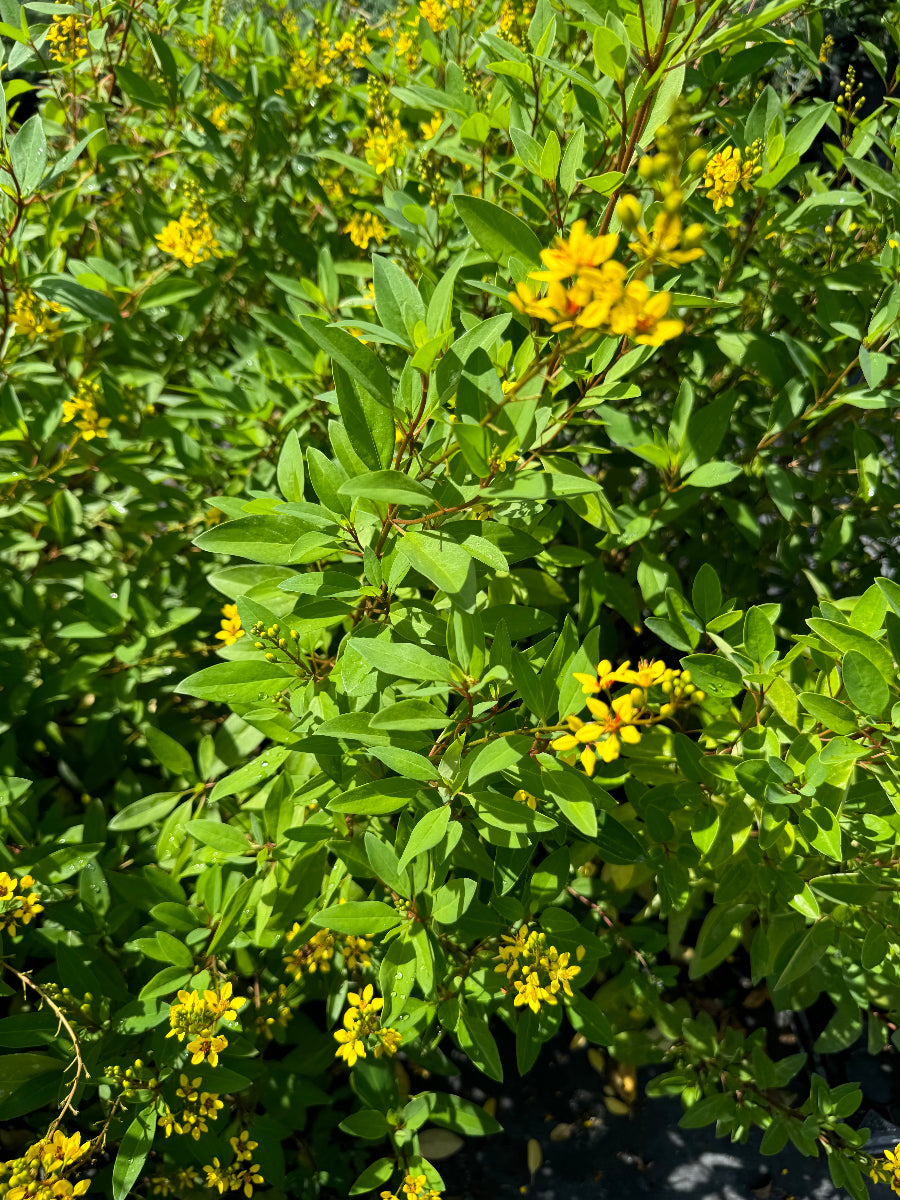 A close-up view of a lush green shrub featuring vibrant green leaves and clusters of small, bright yellow flowers illuminated by sunlight