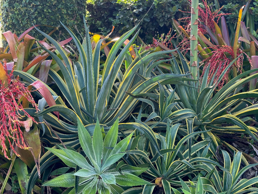 Large Mature Planted in Garden Agave Desmettiana Variegata Dwarf Century Plant