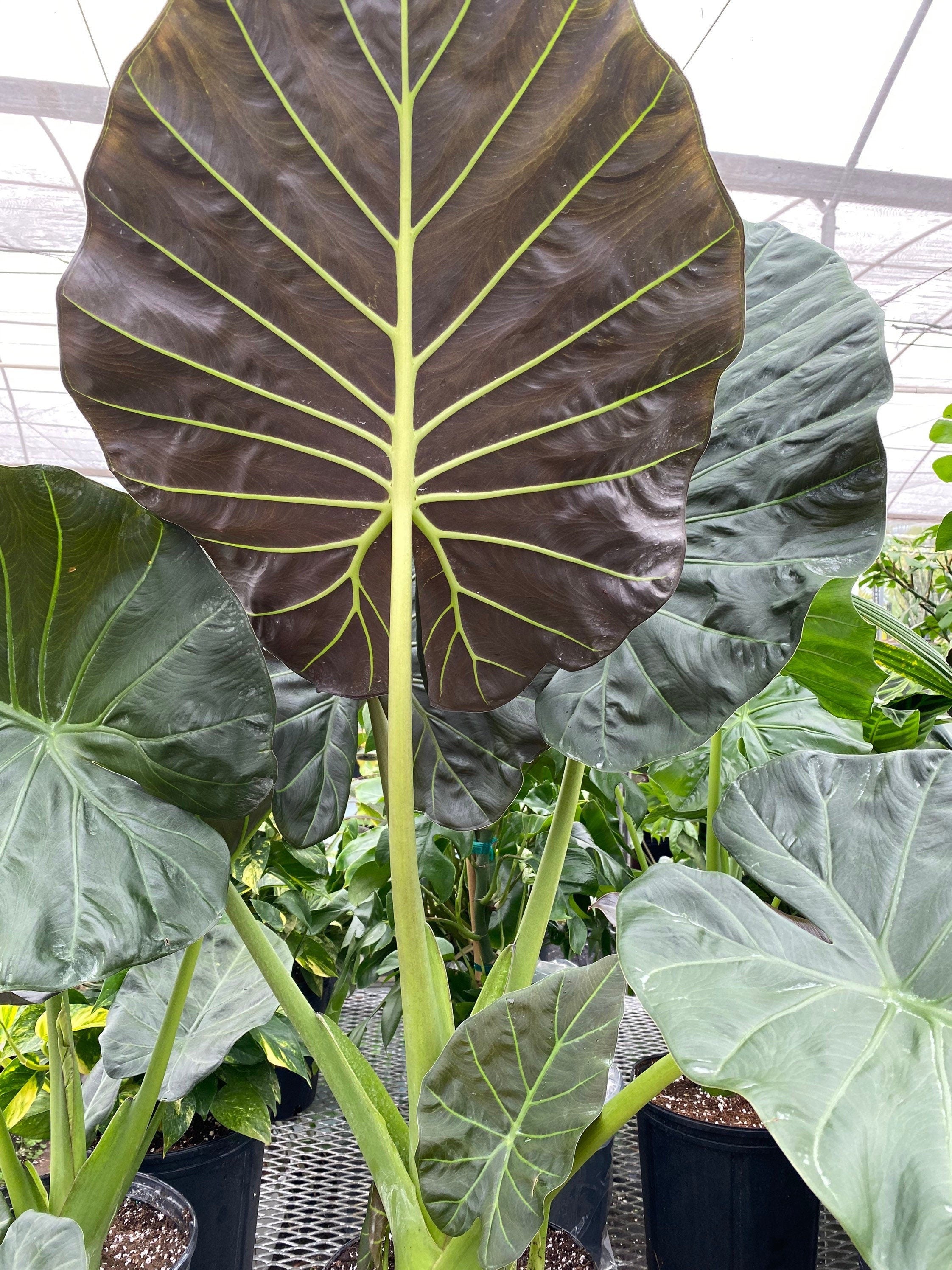 purple and green elephant ear plant Alocasia Regal Shields