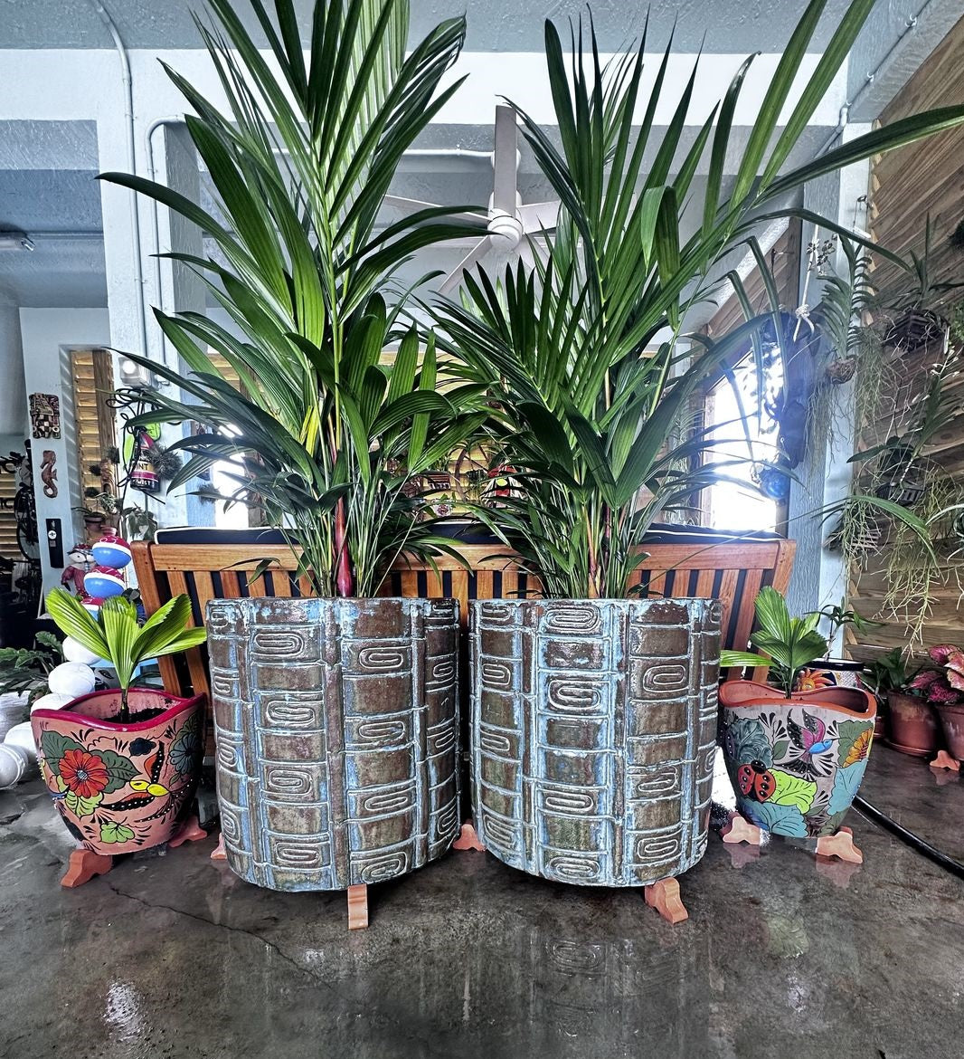 Lipstick Palm Red Sealing Wax Palm, Cyrtostachys Renda