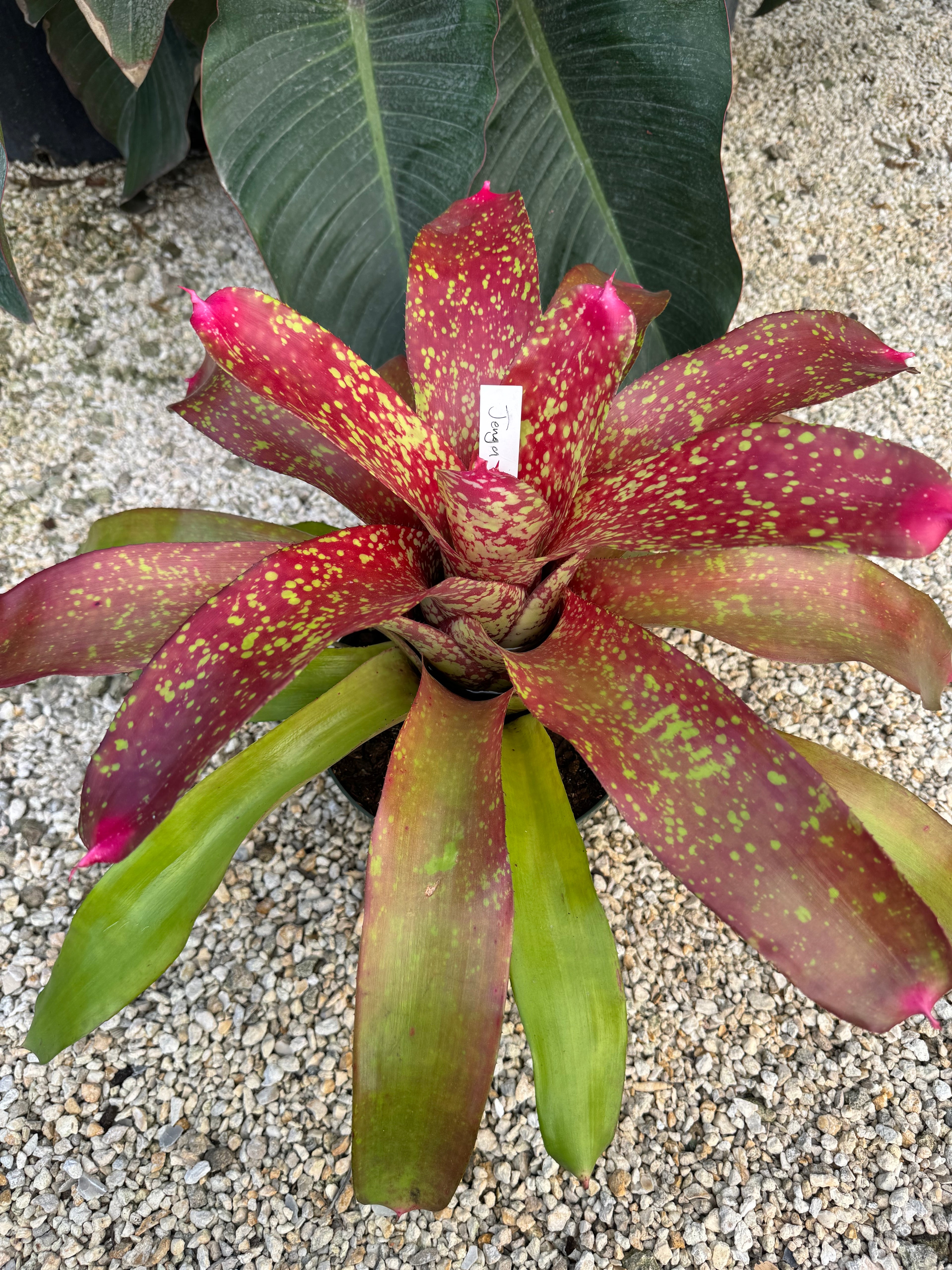 Bromeliad, Neoregelia Jenga