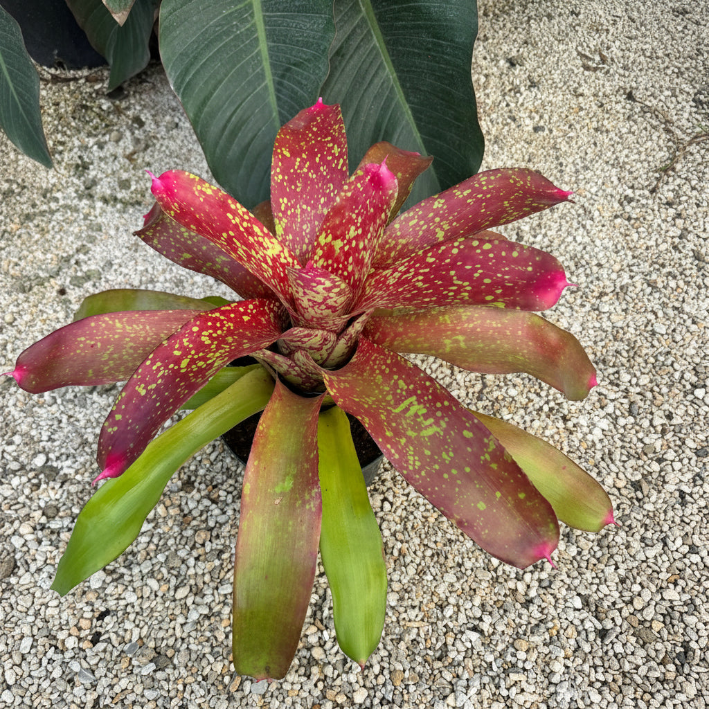 Bromeliad, Neoregelia Jenga close up